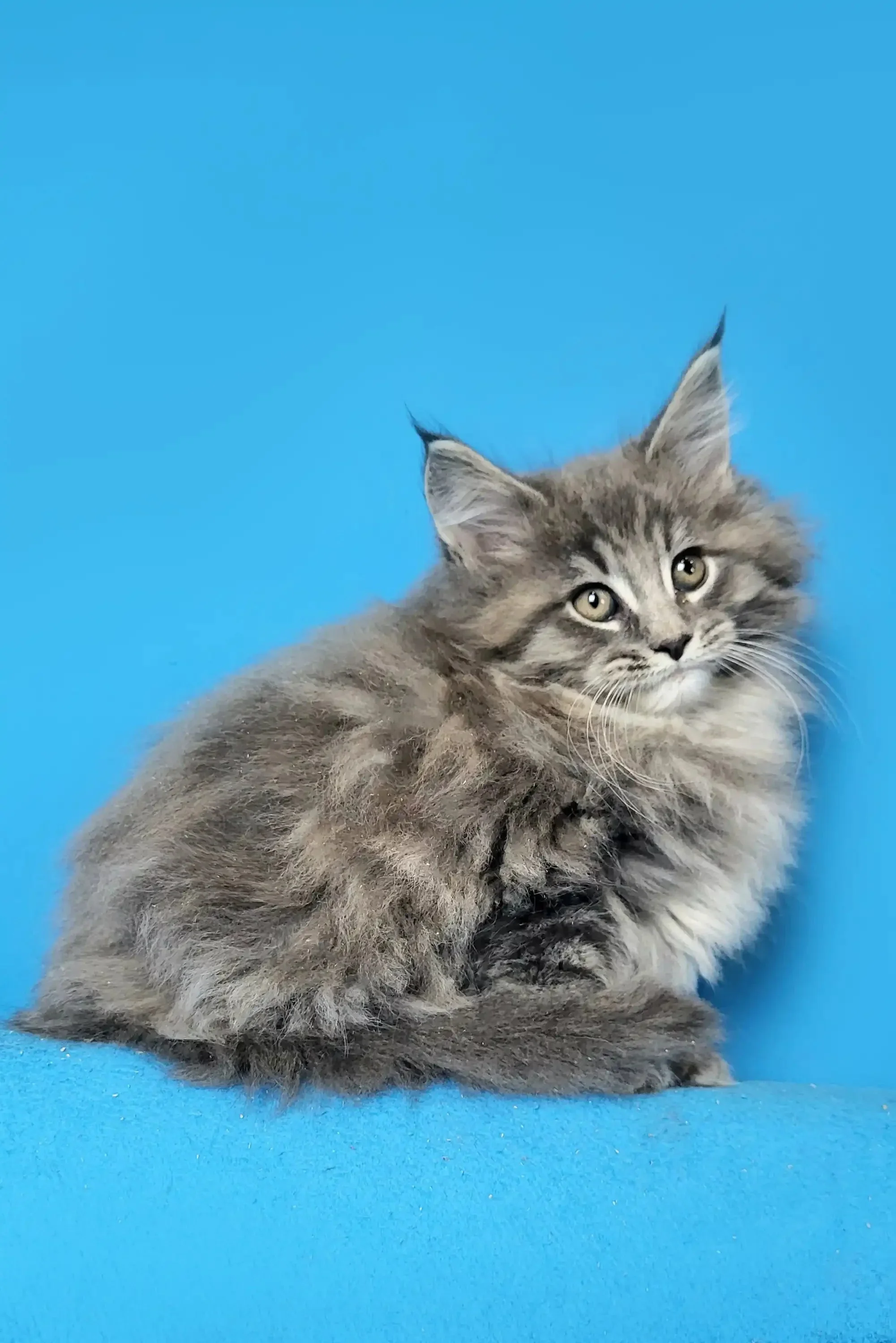 Dominic | Maine Coon Kitten - Image 2