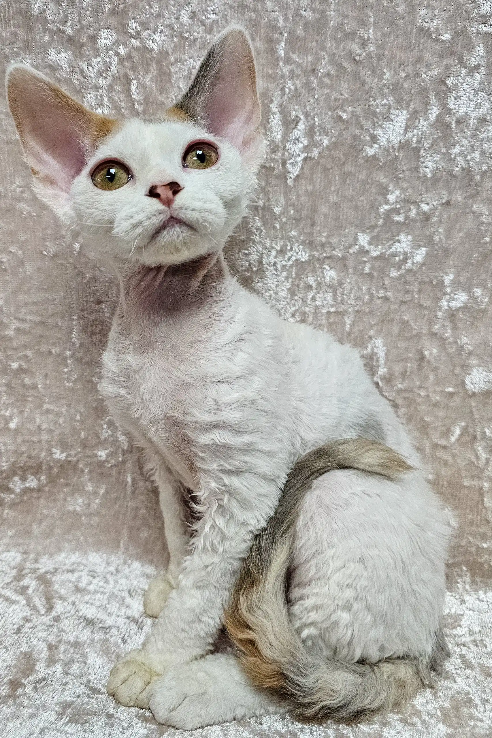 Dominica | Devon Rex Kitten - Image 2