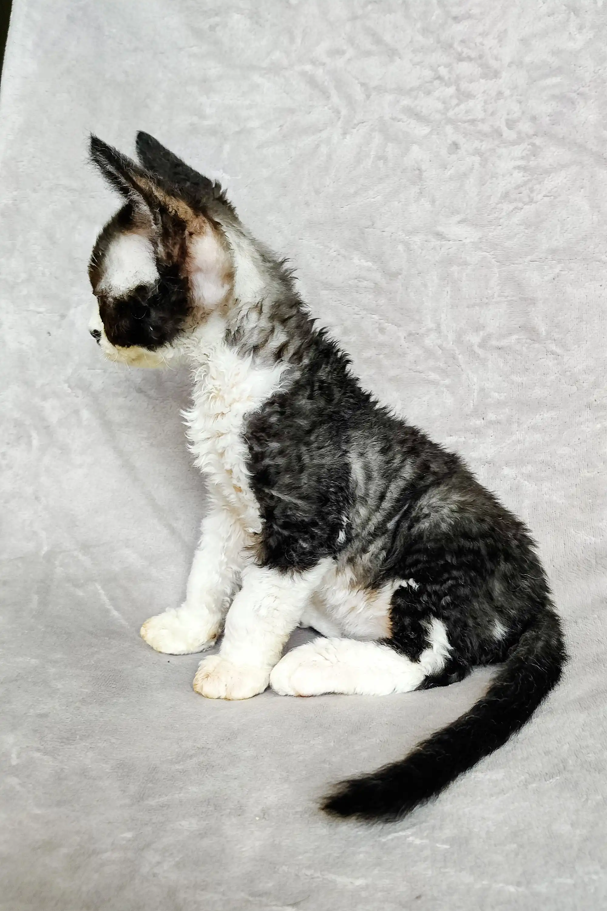 Domino | Devon Rex Kitten - Image 5