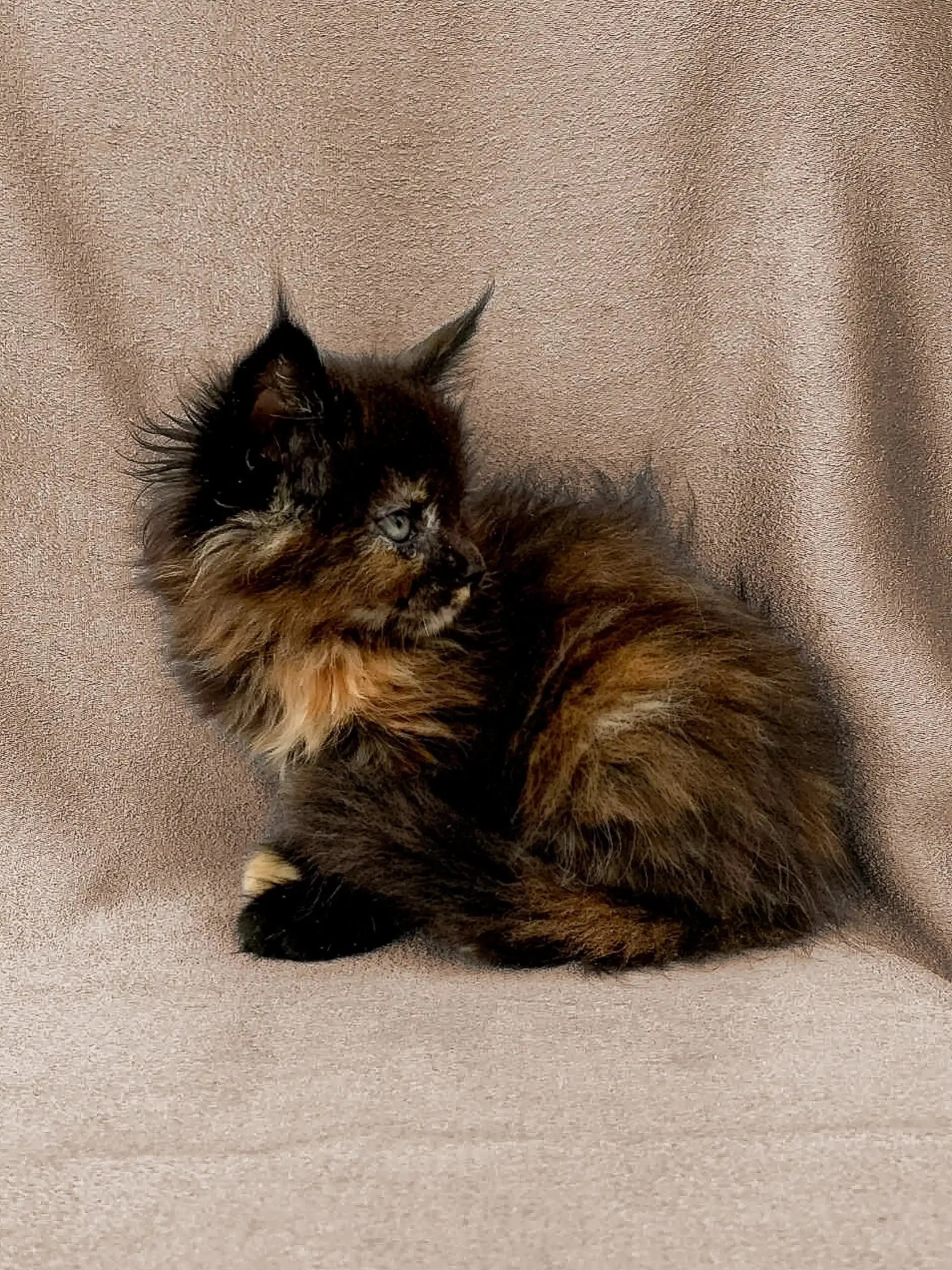 Donna | Maine Coon Kitten - Image 2