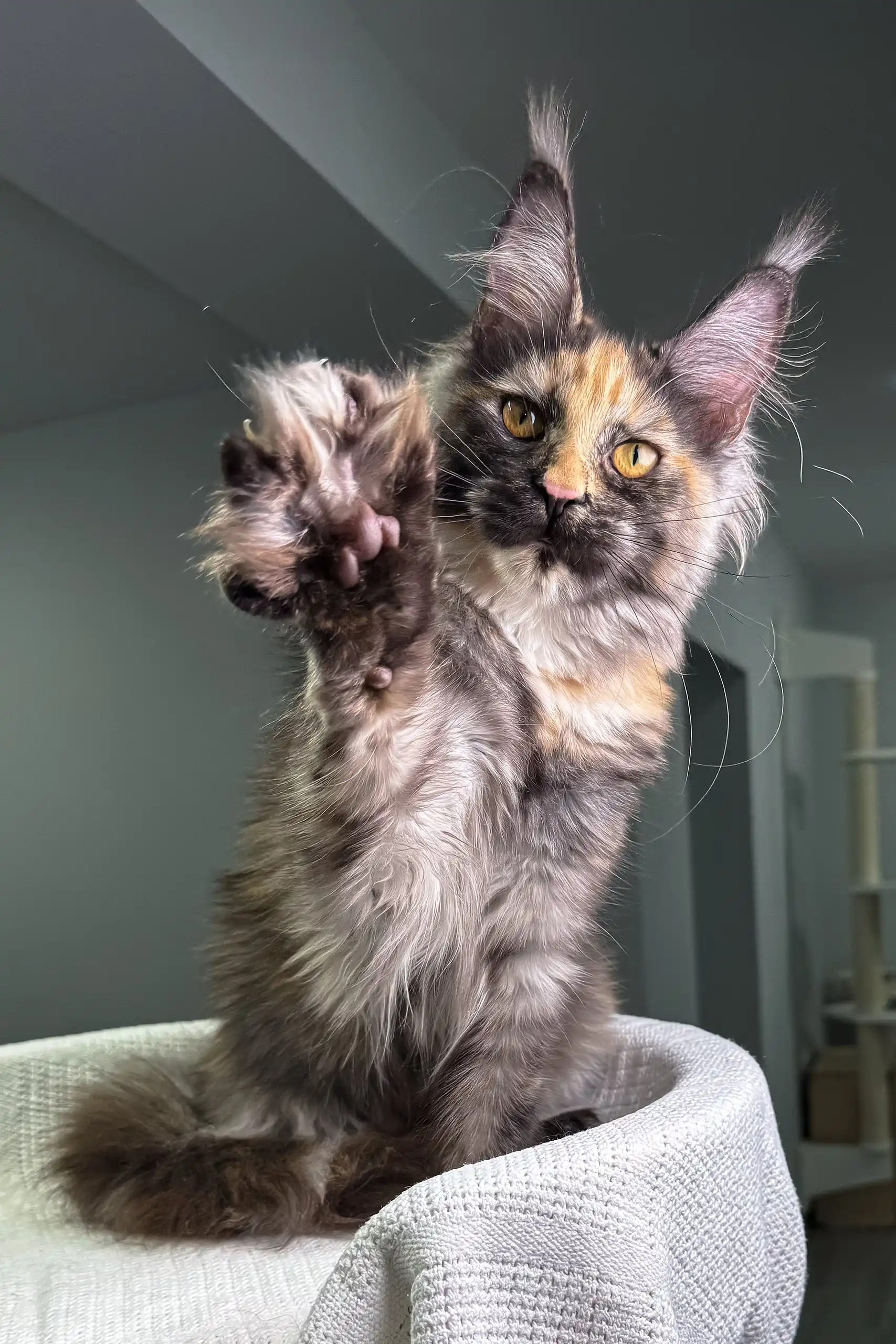 Dorothy | Maine Coon Kitten - Image 5