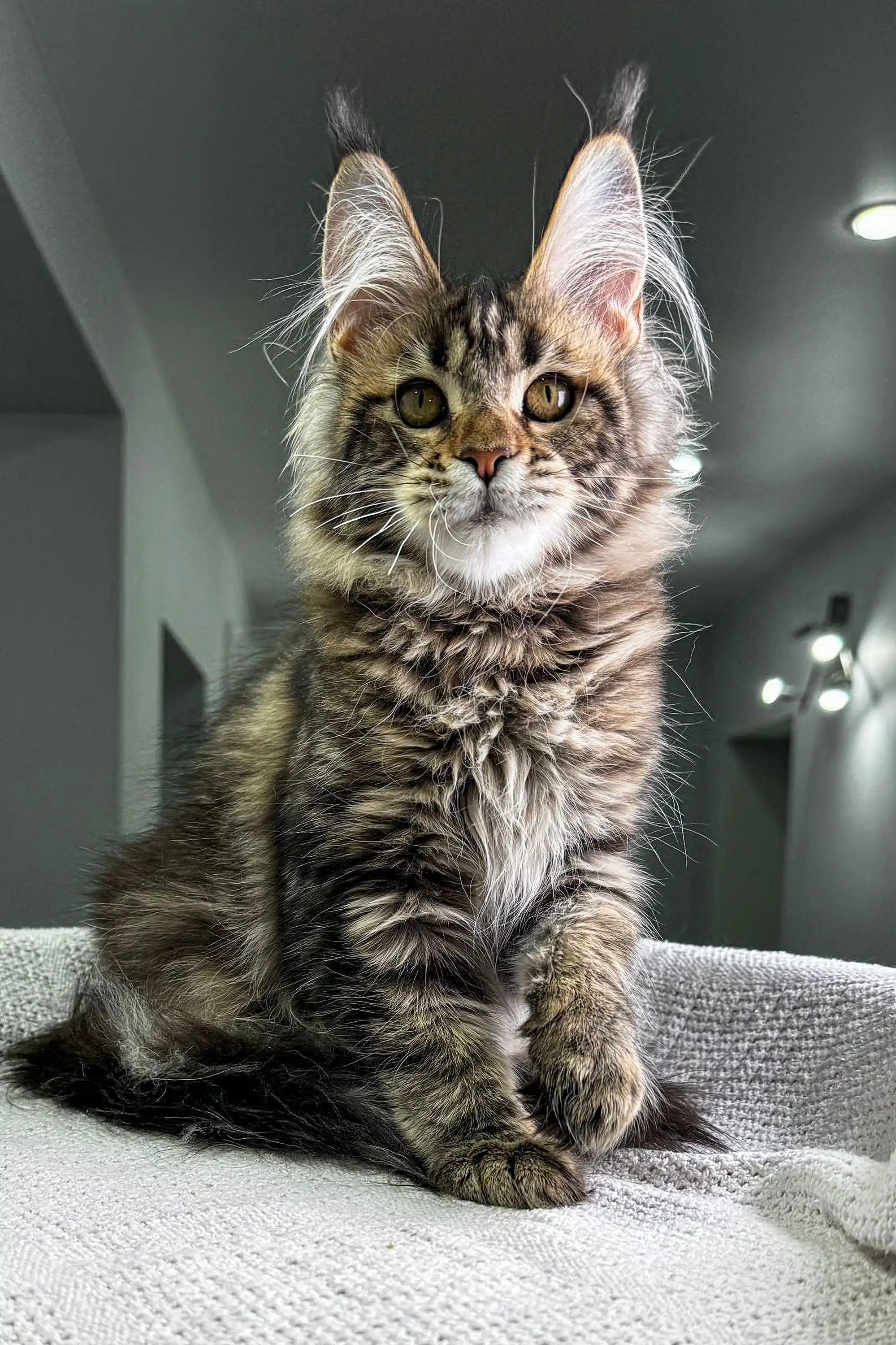 Dory | Maine Coon Kitten - Image 8