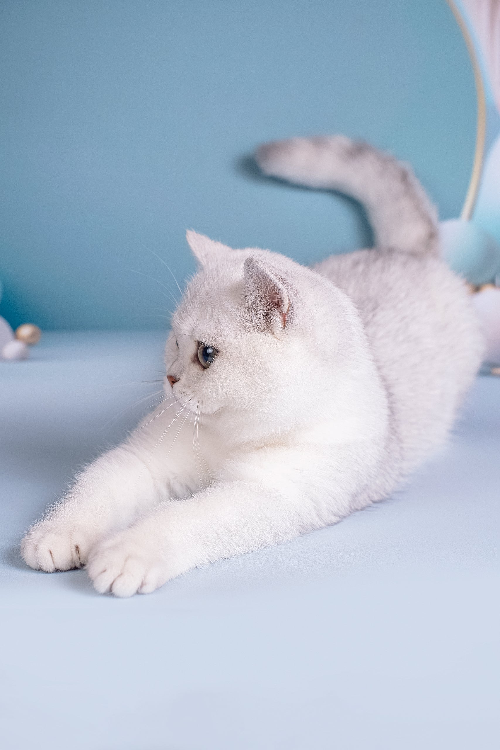 Dosia | British Shorthair Kitten - Image 6