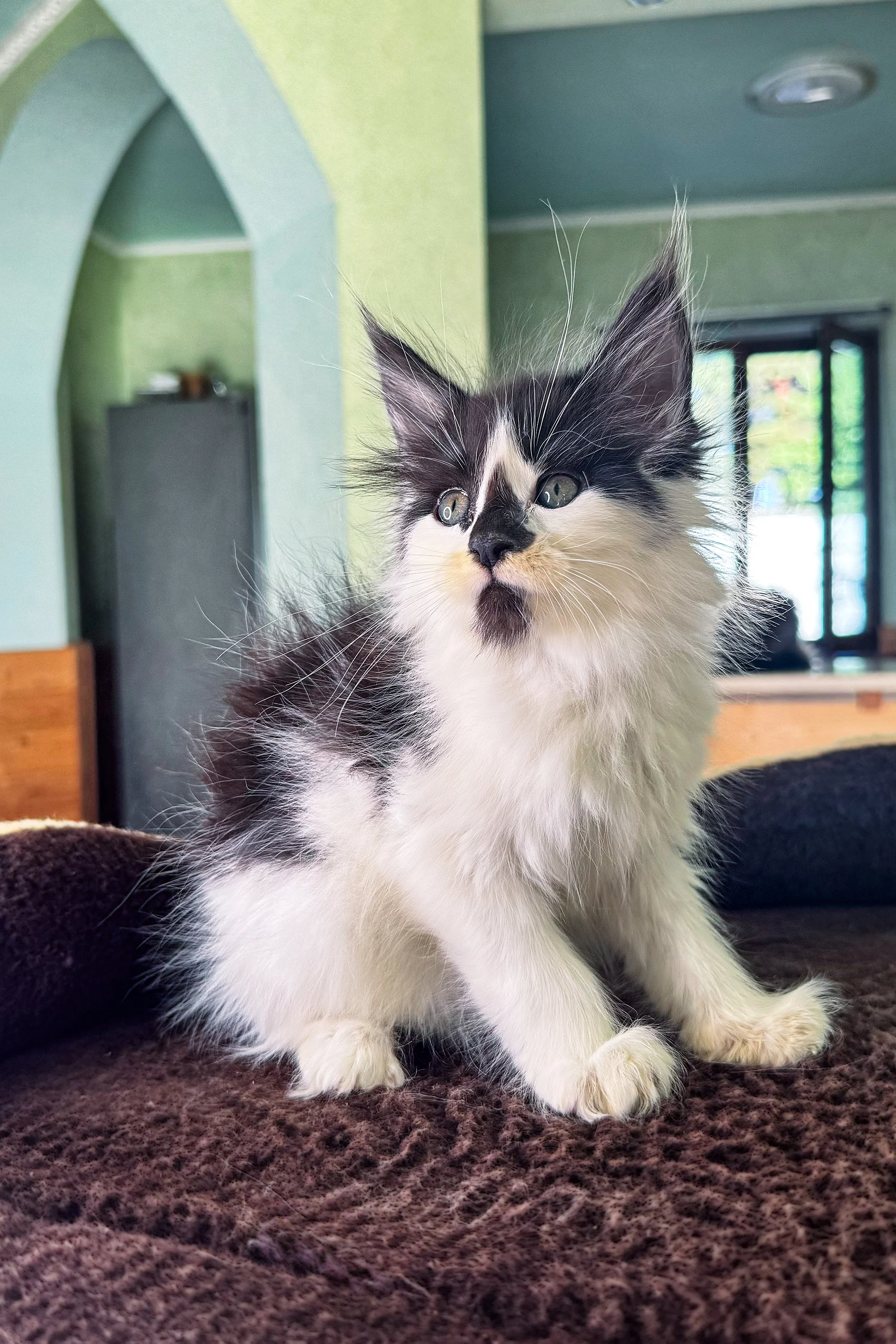 Dream | Maine Coon Kitten - Image 8