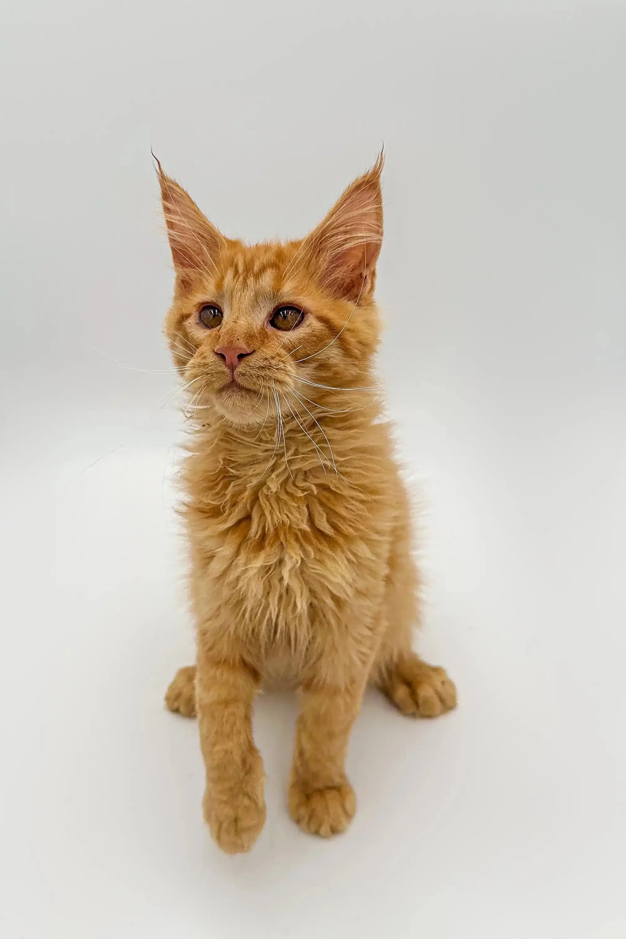 Duke | Maine Coon Kitten - Image 7