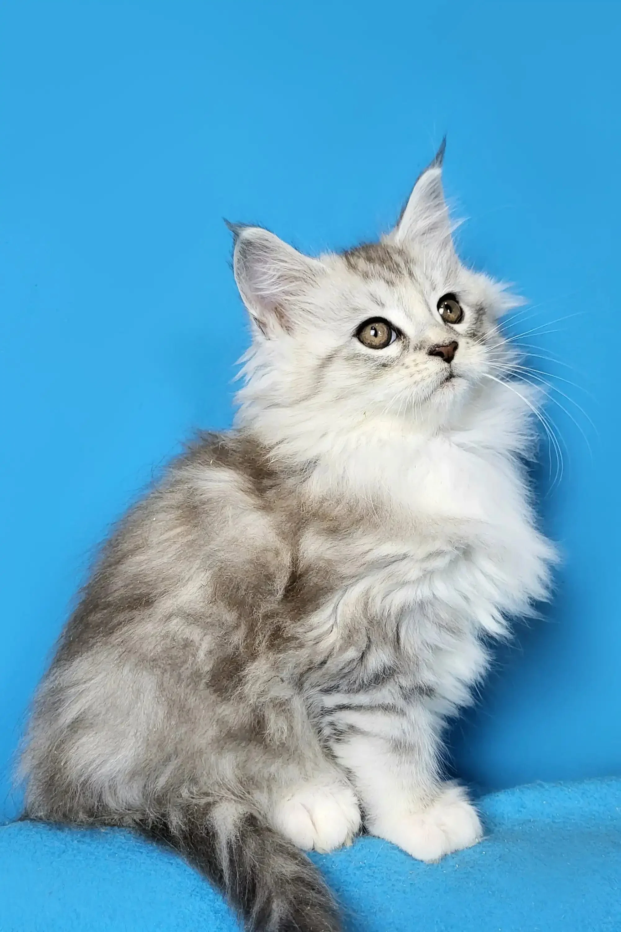 Dulsineya | Maine Coon Kitten - Image 3