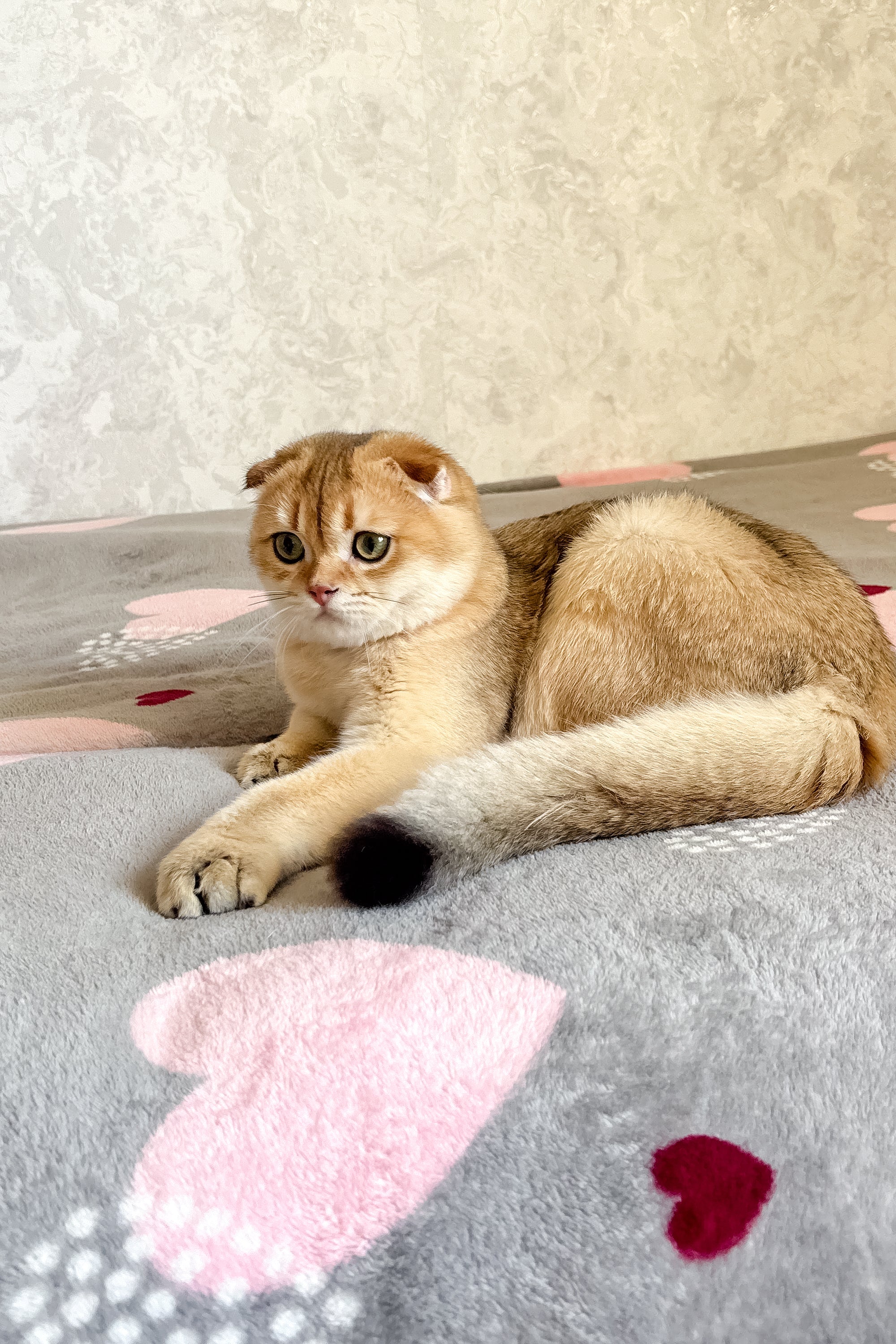 Dumas | Scottish Fold Kitten - Image 8