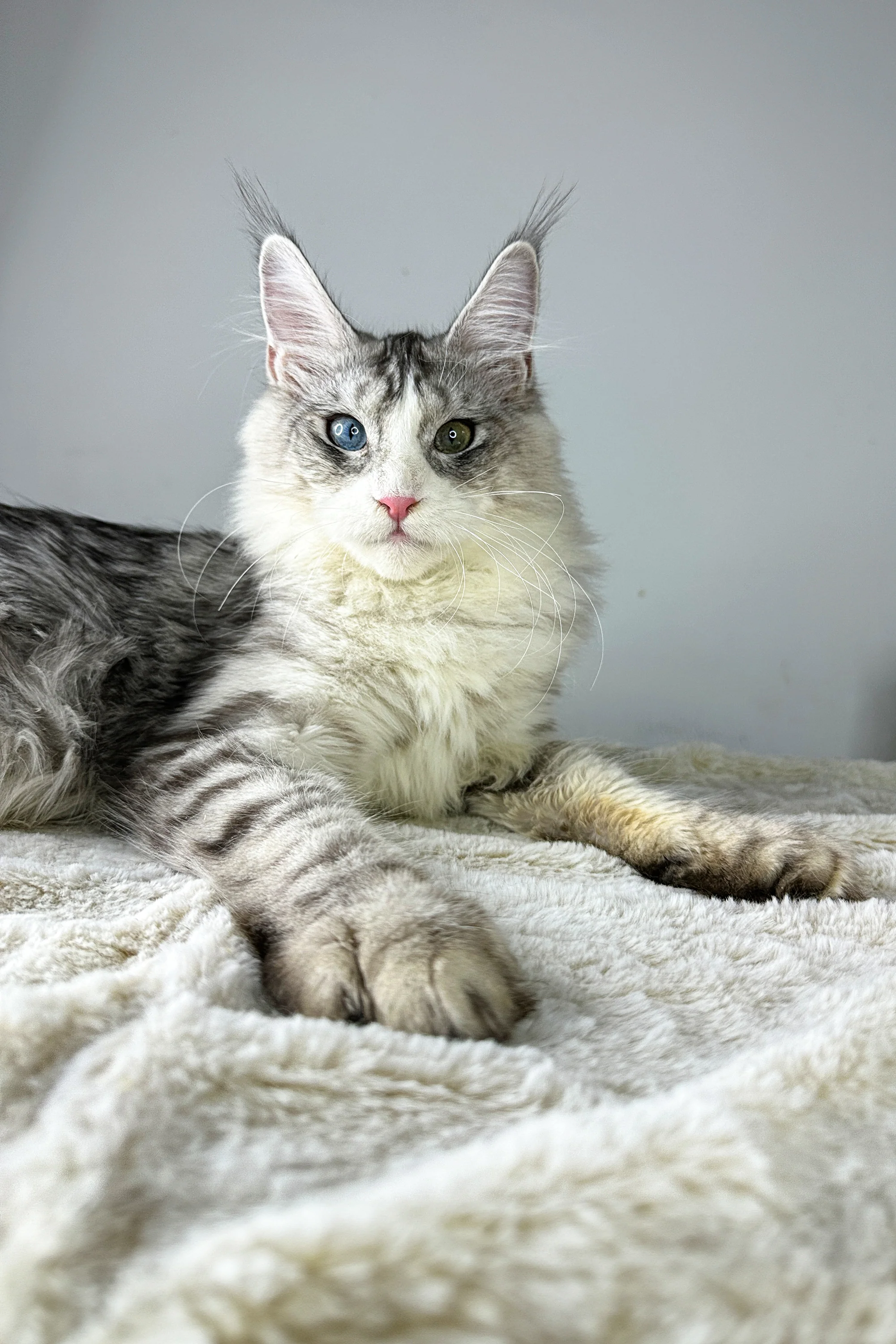 Dylan | Maine Coon Kitten - Image 11