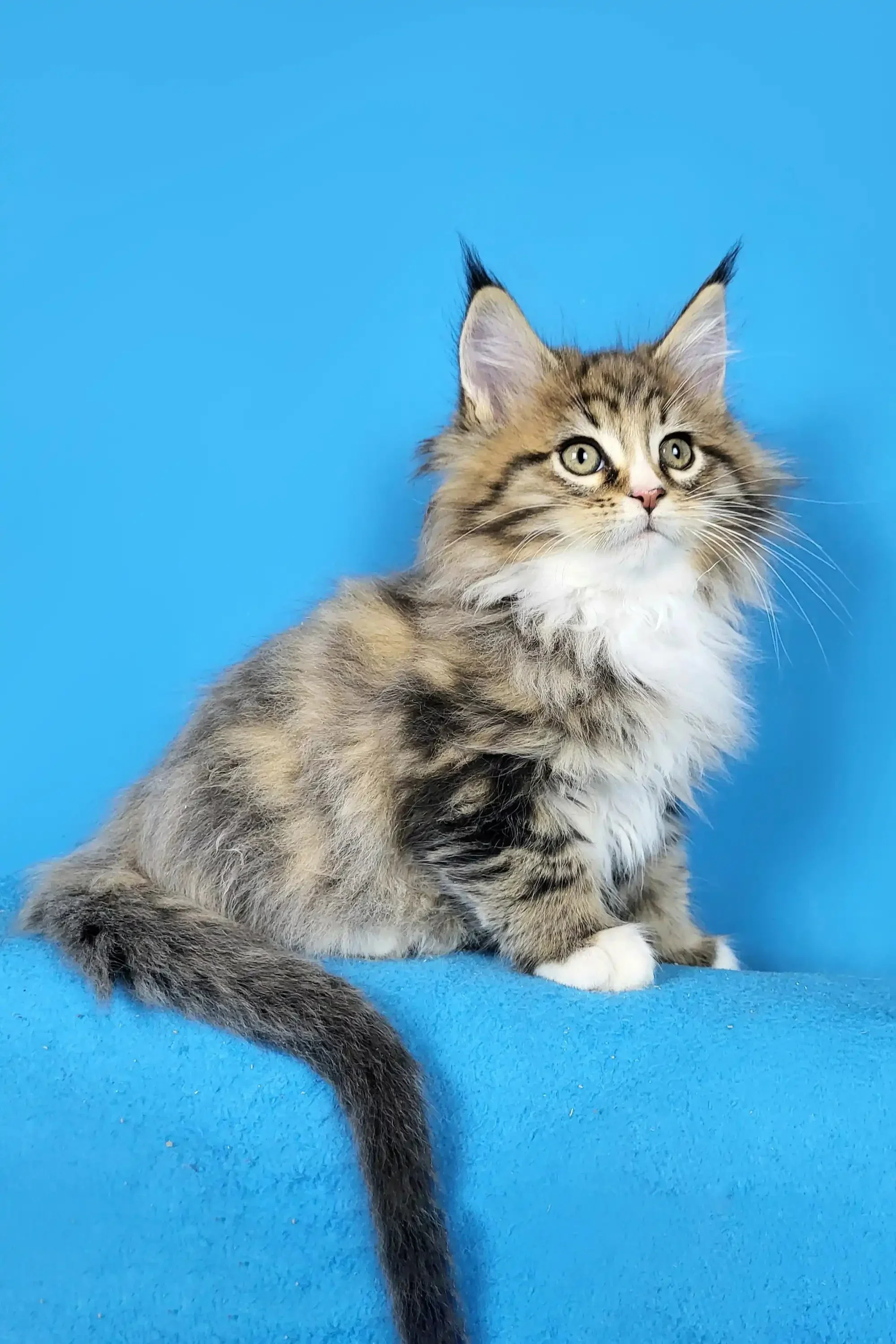 Dynamite | Maine Coon Kitten - Image 2