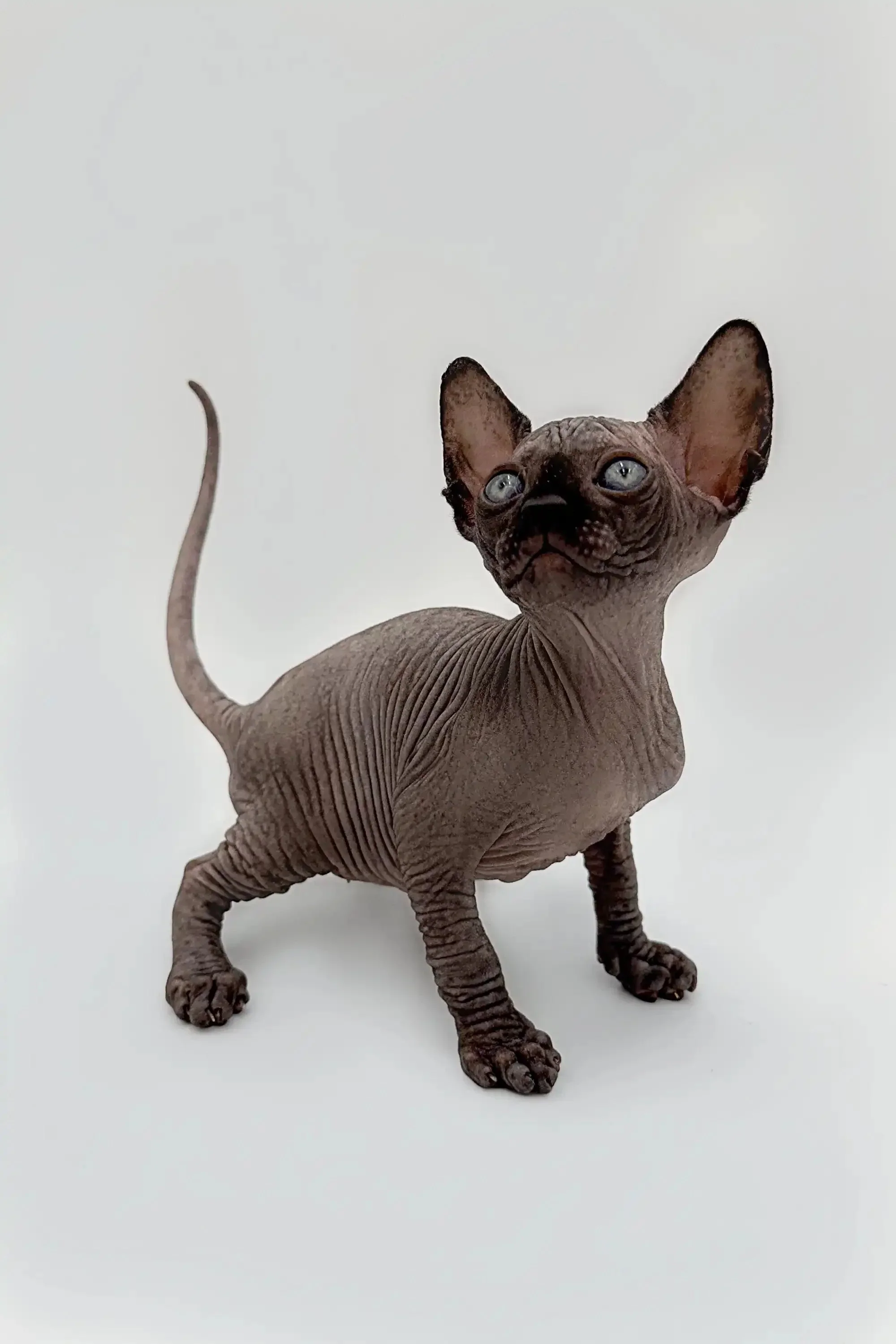 Earl | Sphynx Kitten - Image 5