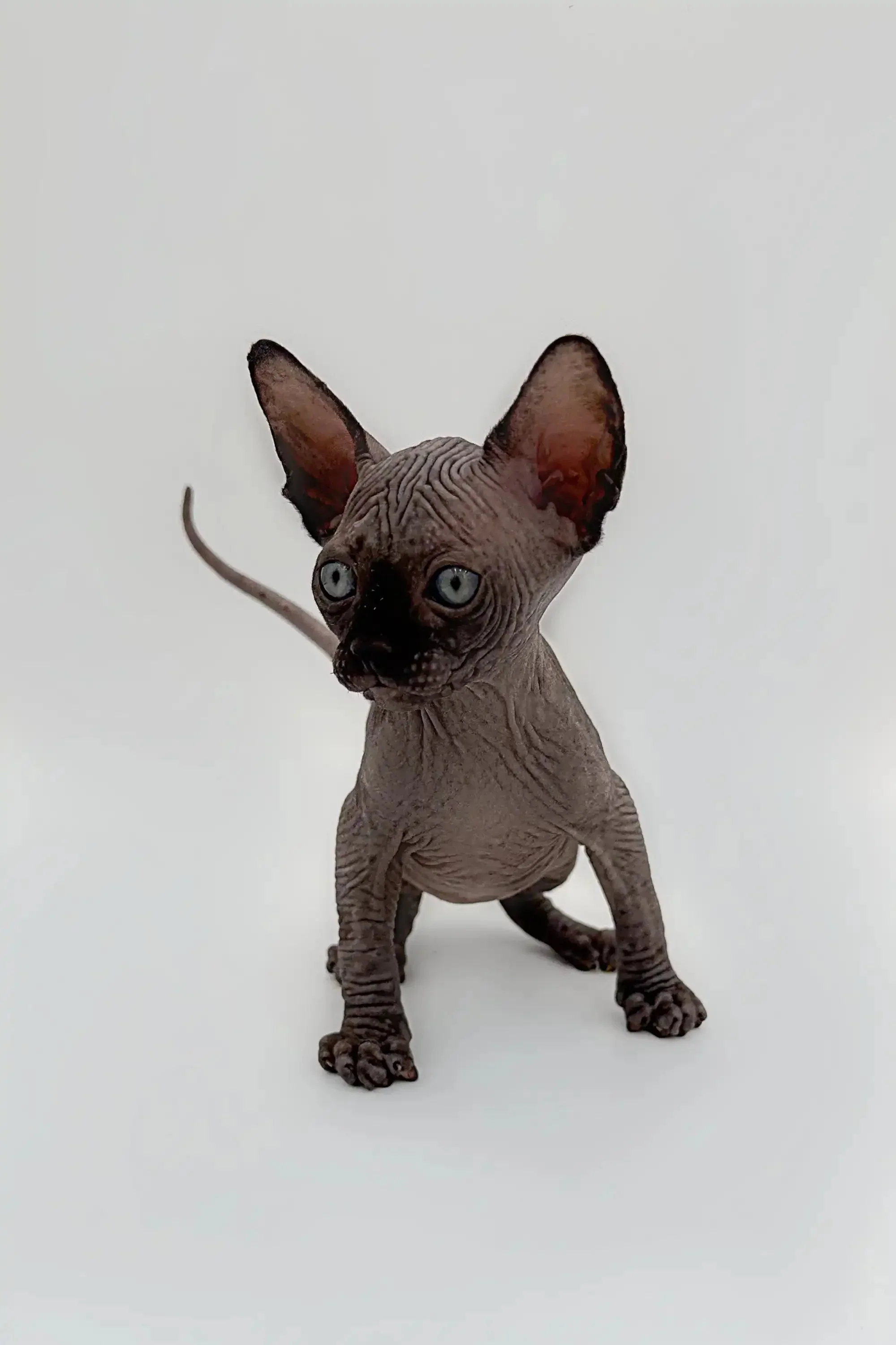Earl | Sphynx Kitten - Image 8