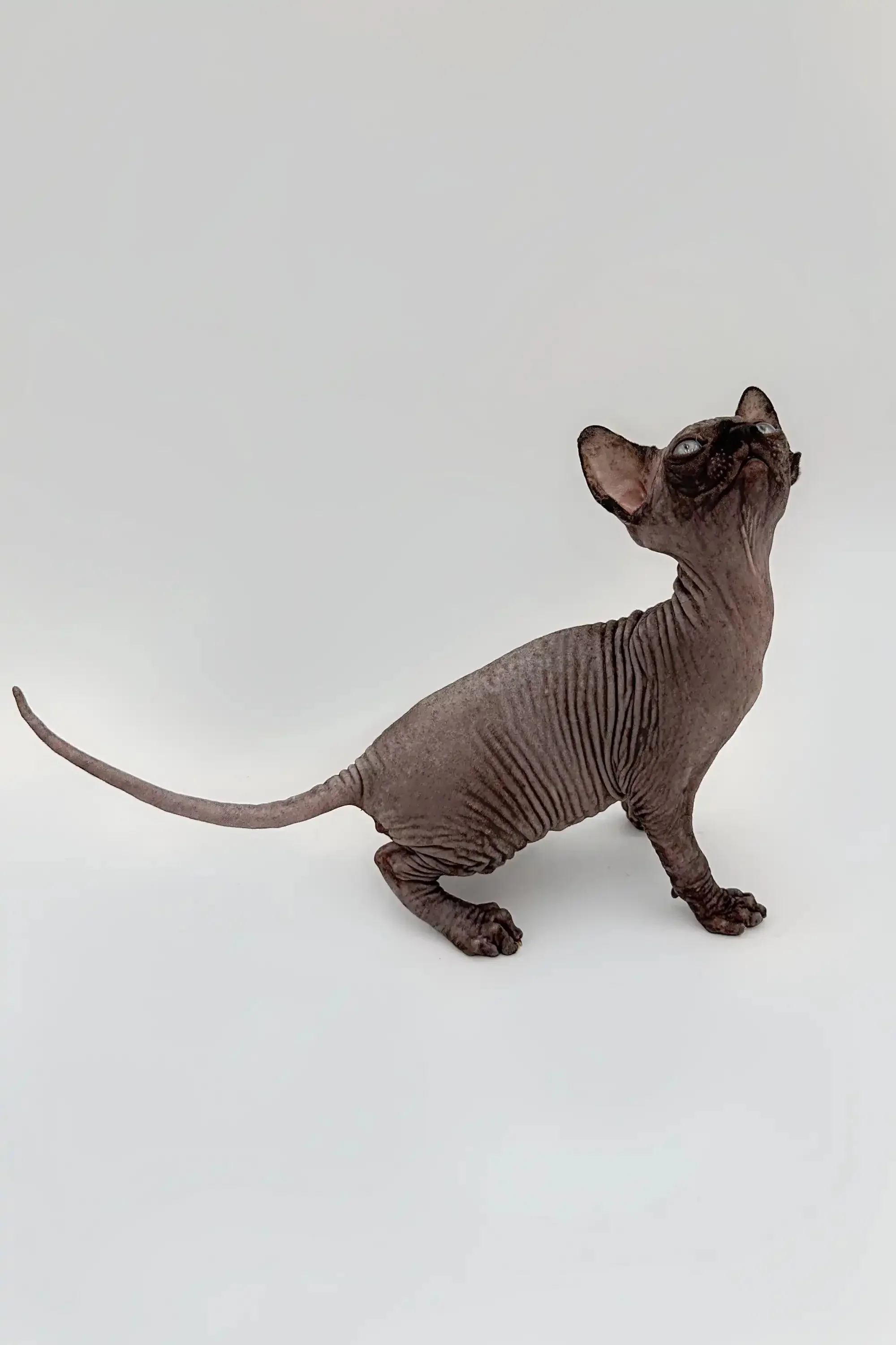 Earl | Sphynx Kitten - Image 9