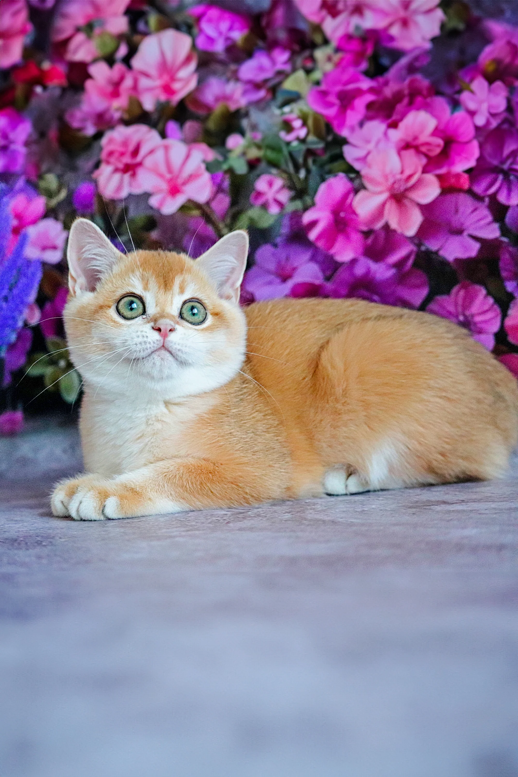 Ed | British Shorthair Kitten - Image 5