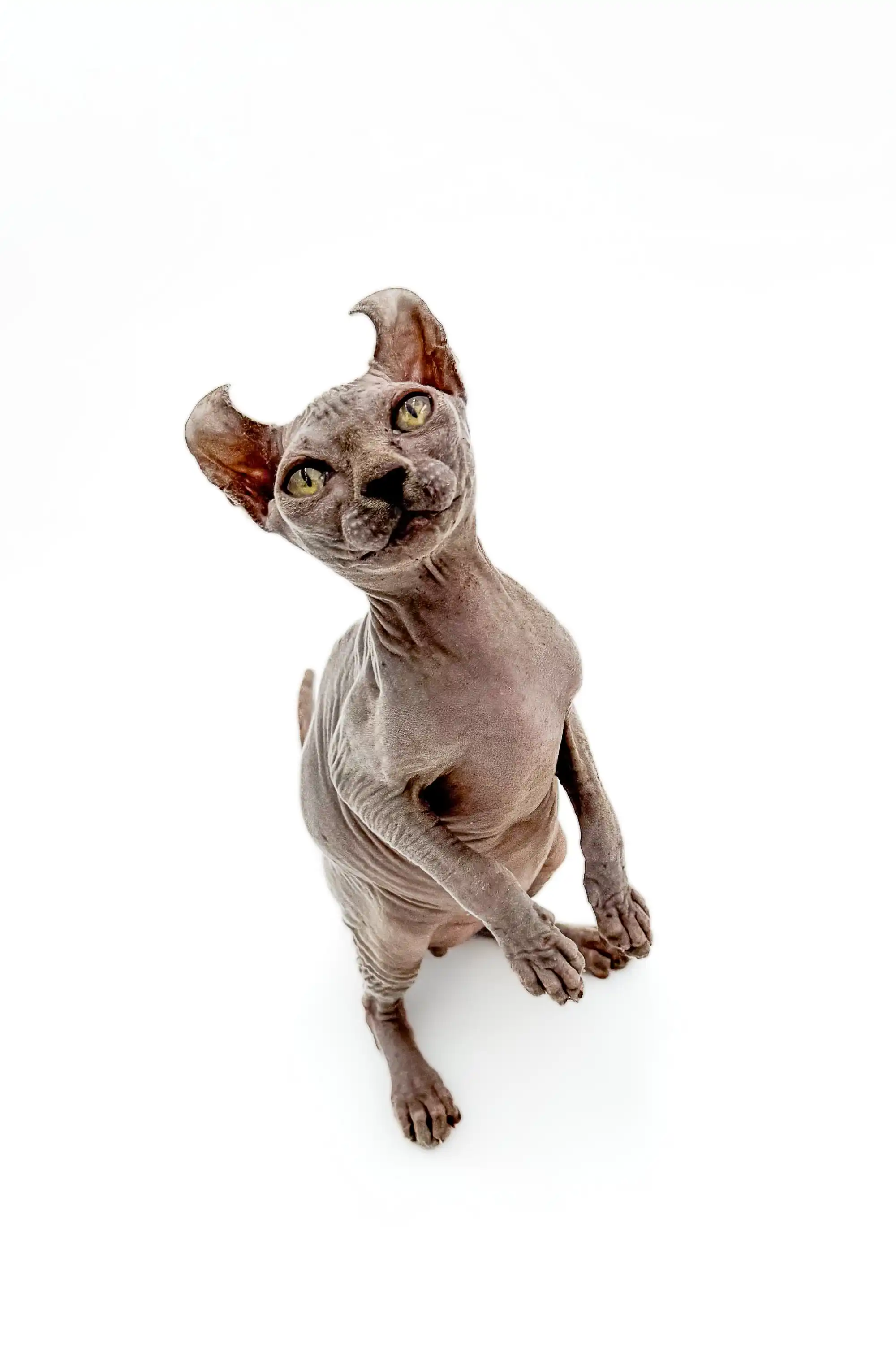 Edelweiss | Elf Kitten - Image 2