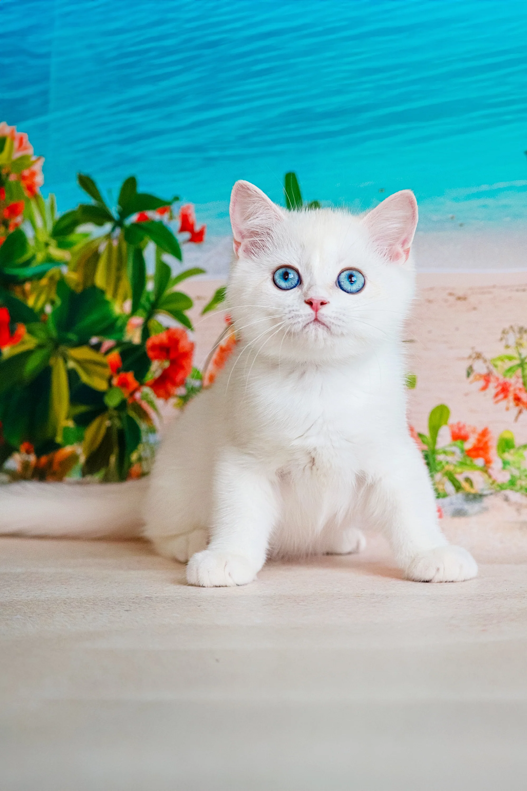 Edman | British Shorthair Kitten - Image 4