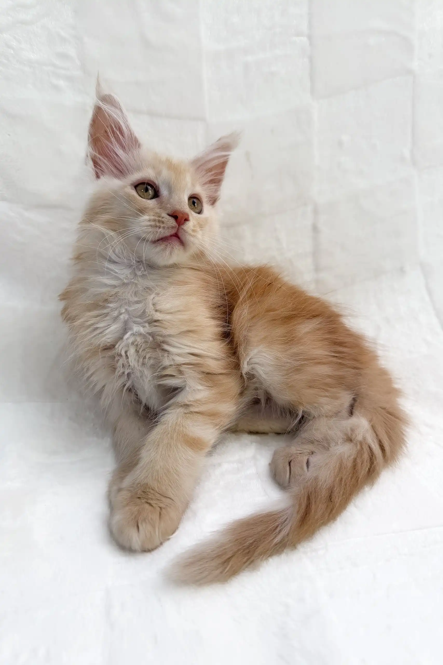 Edmund | Maine Coon Kitten - Image 5