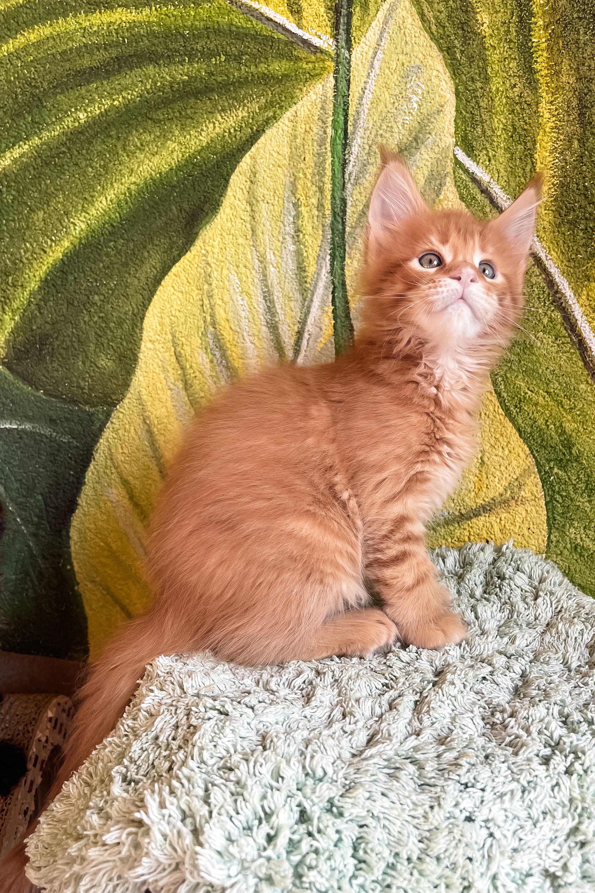 Edvan | Maine Coon Kitten - Image 4