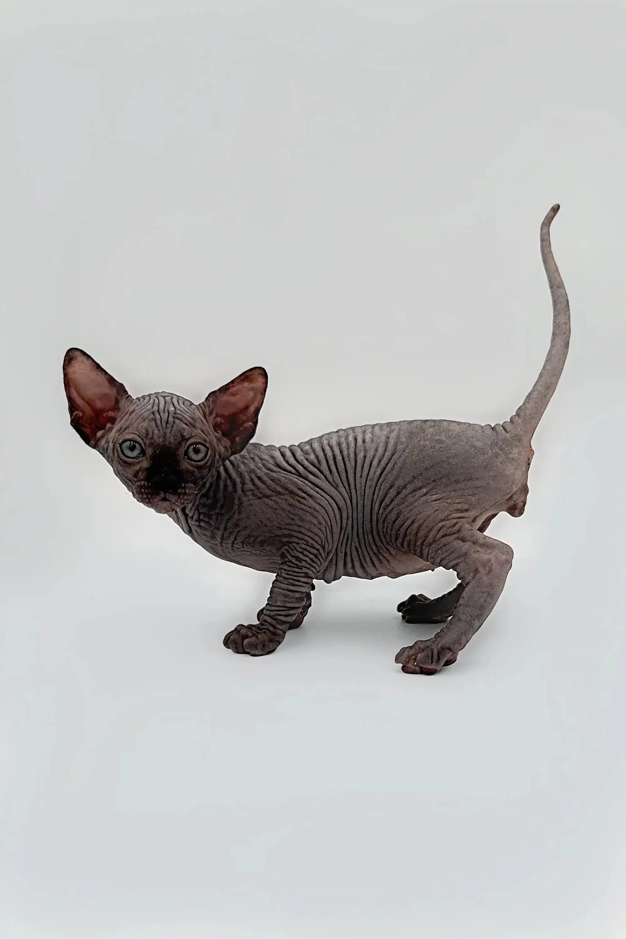 Edward | Sphynx Kitten - Image 10