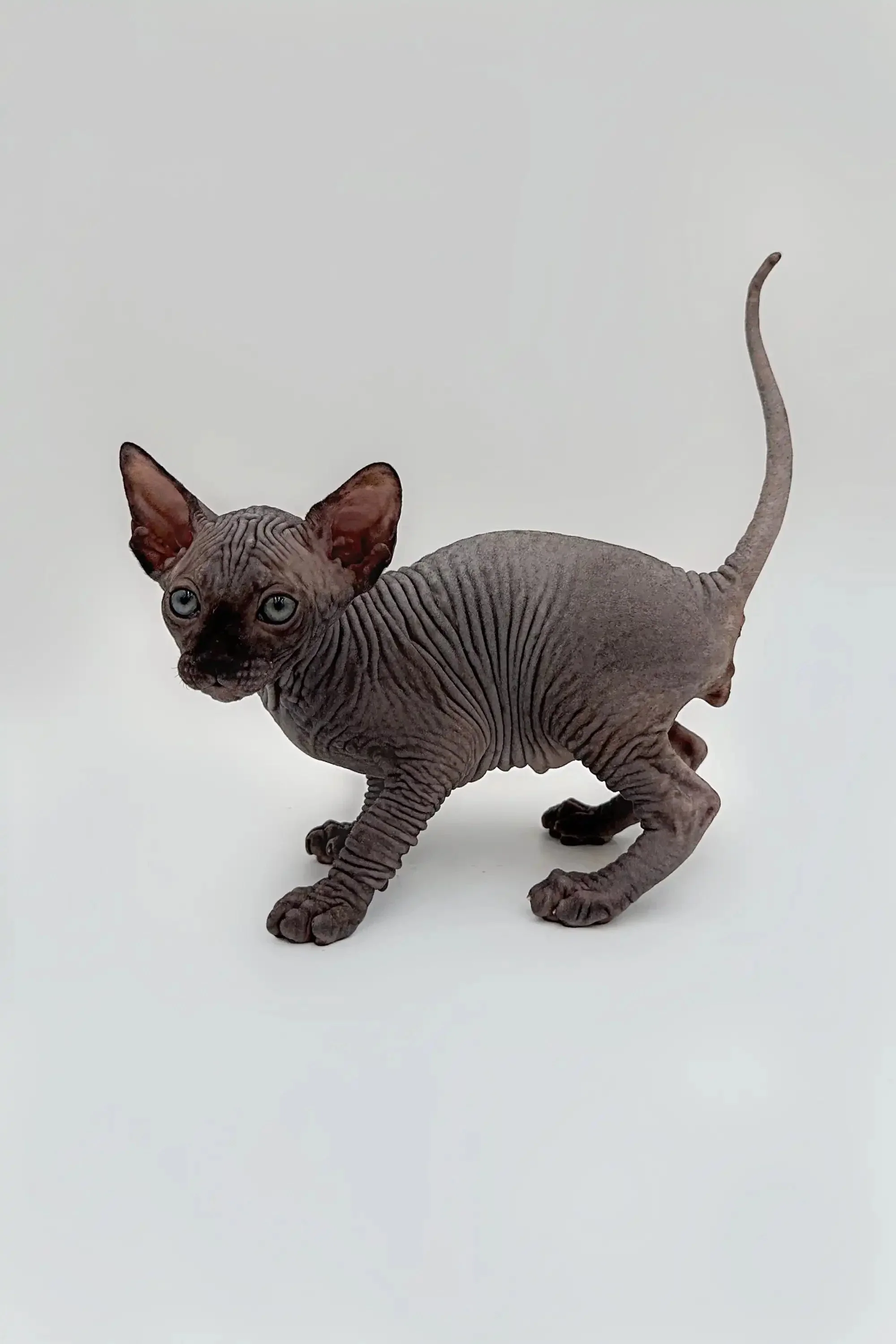 Edward | Sphynx Kitten - Image 7