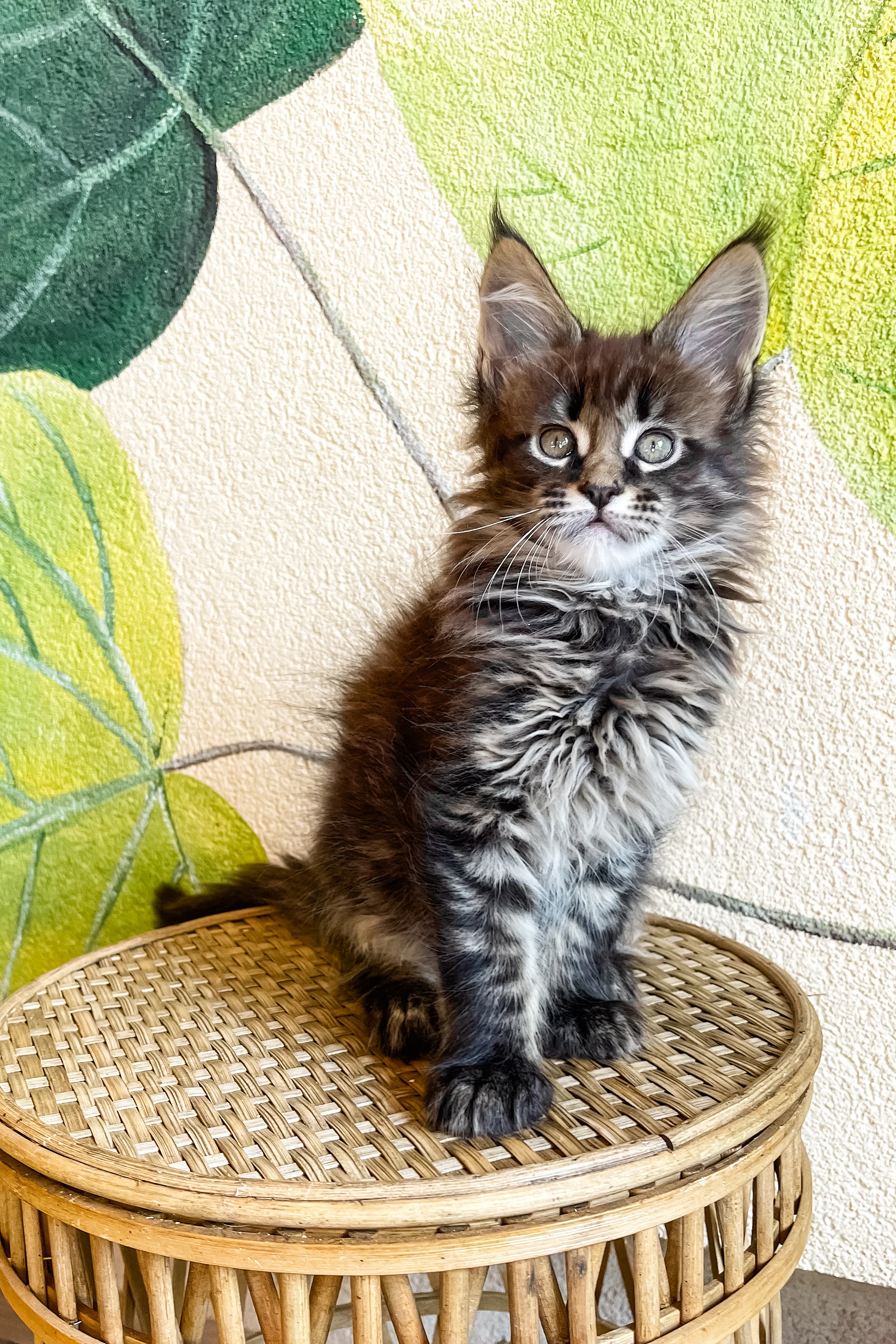 Eeren | Maine Coon Kitten - Image 3