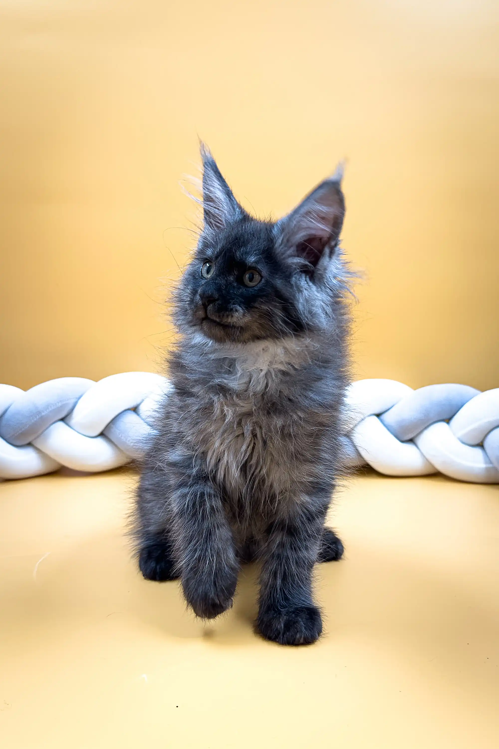 Ekler | Maine Coon Kitten - Image 4