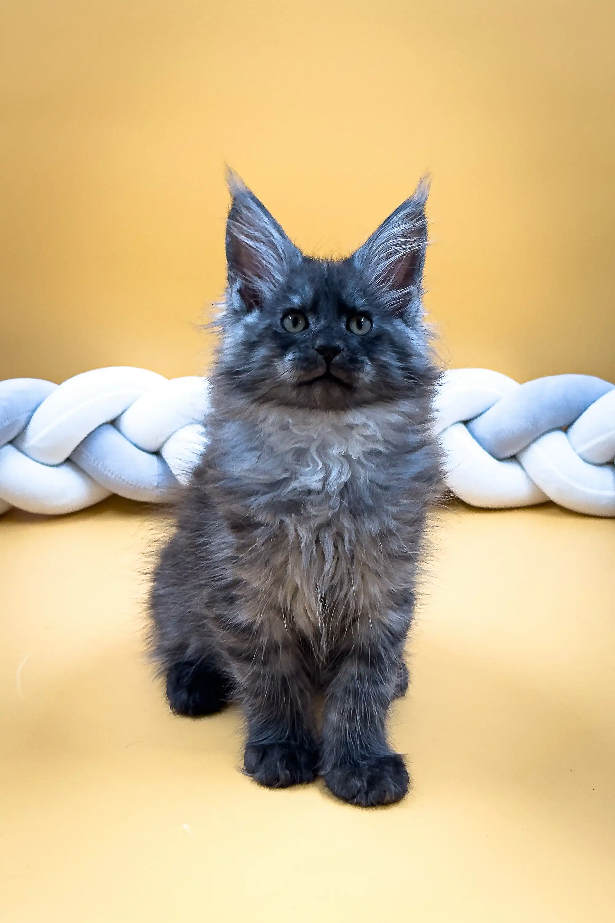 Ekler | Maine Coon Kitten - Image 6
