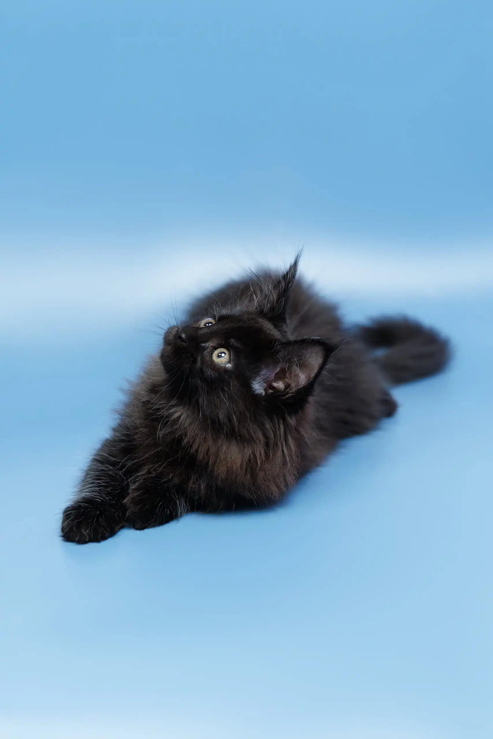 Elena | Maine Coon Kitten - Image 3