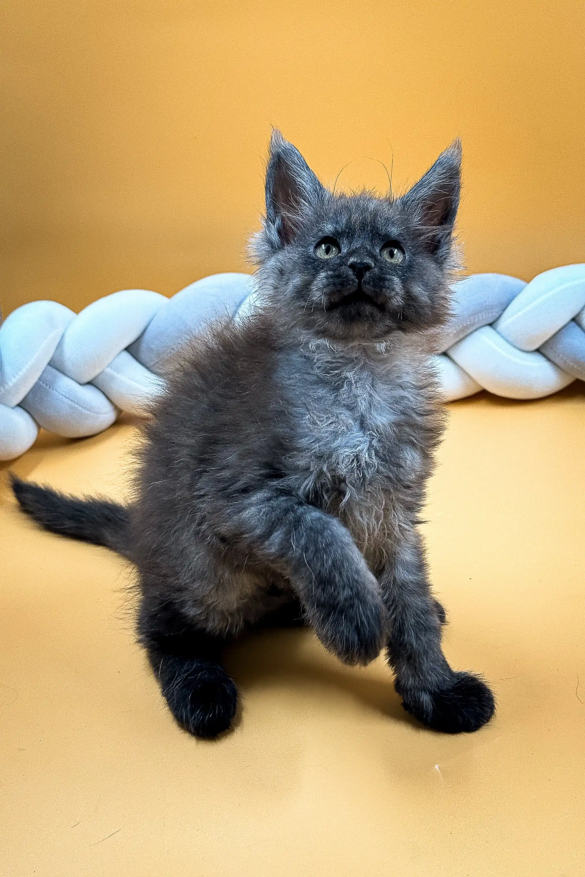Elias | Maine Coon Kitten - Image 6