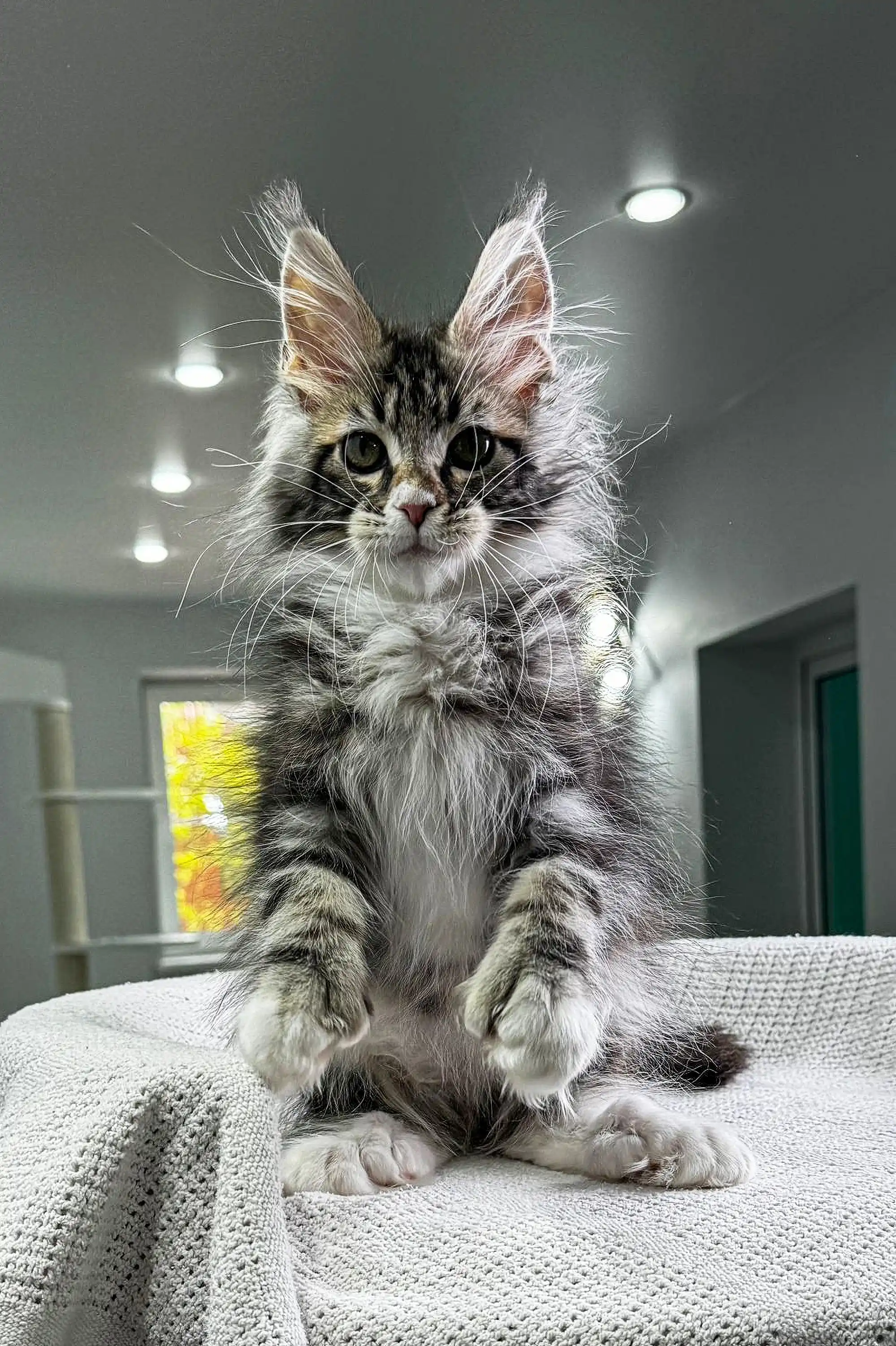 Elisey | Polydactyl Maine Coon - Image 13