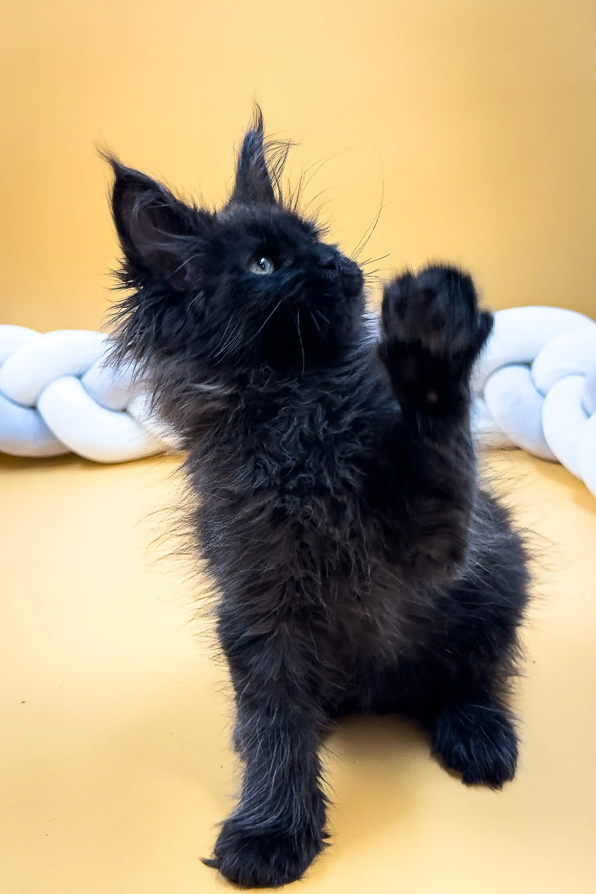 Eliza | Maine Coon Kitten - Image 3