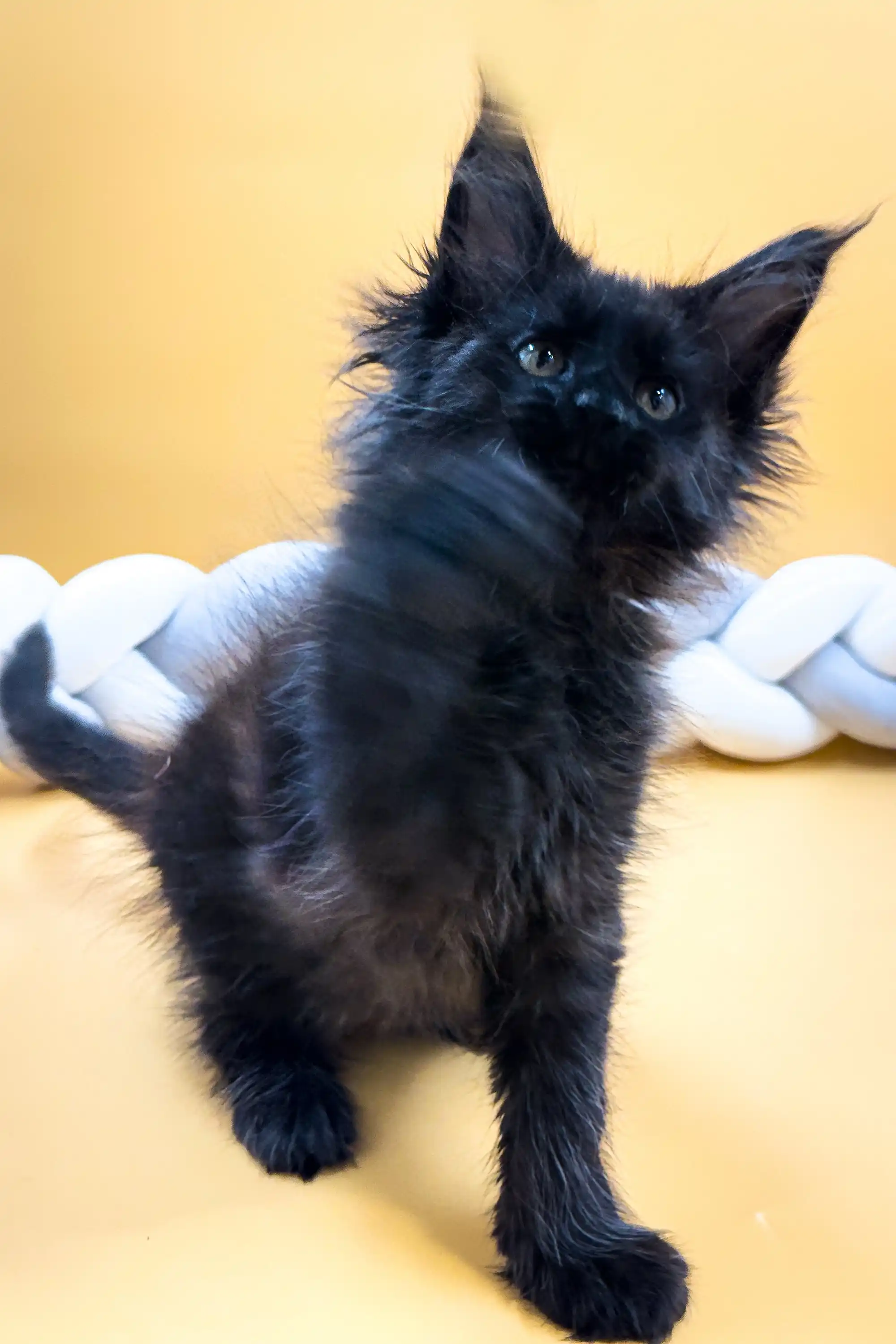 Eliza | Maine Coon Kitten - Image 5