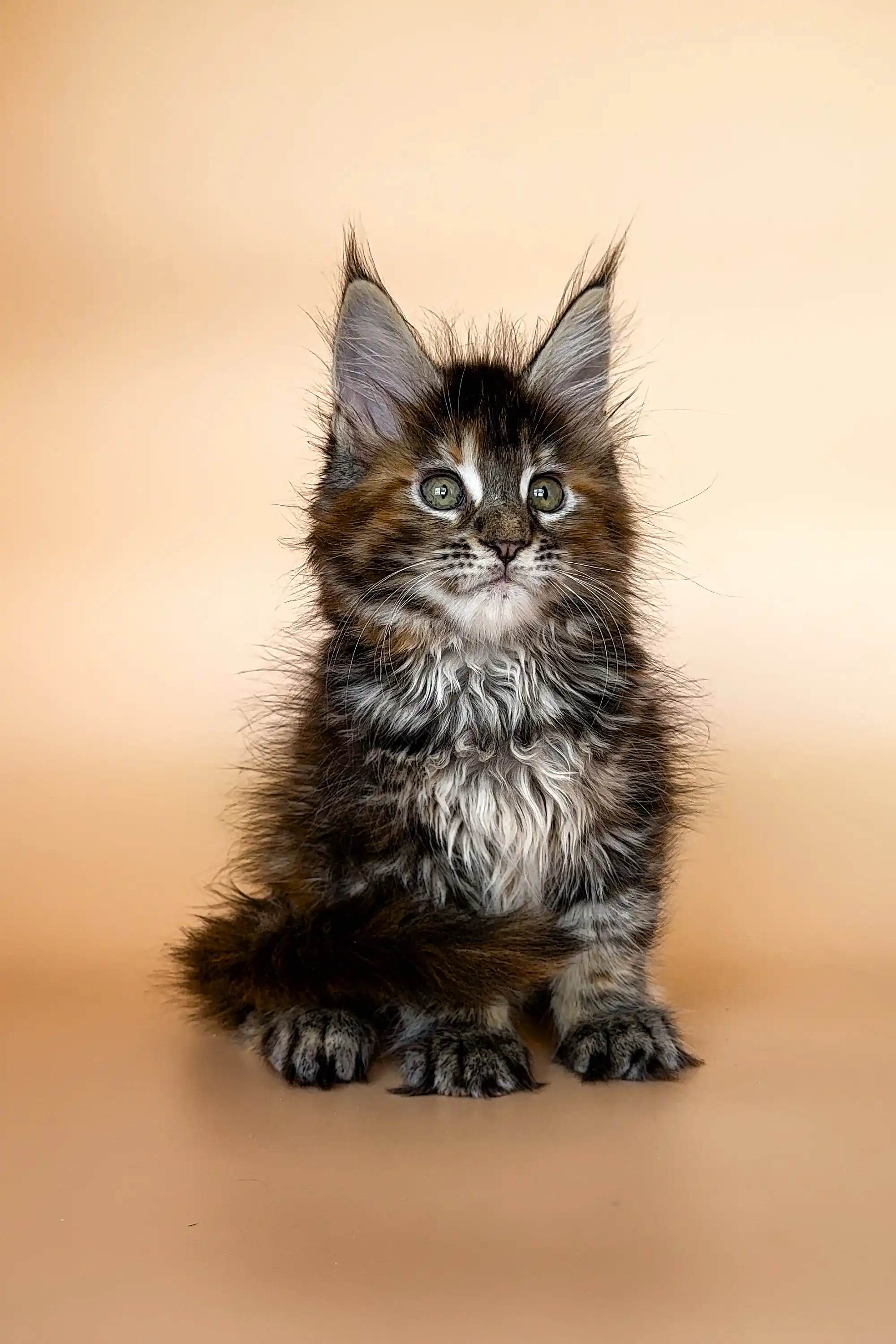 Elli | Maine Coon Kitten - Image 2