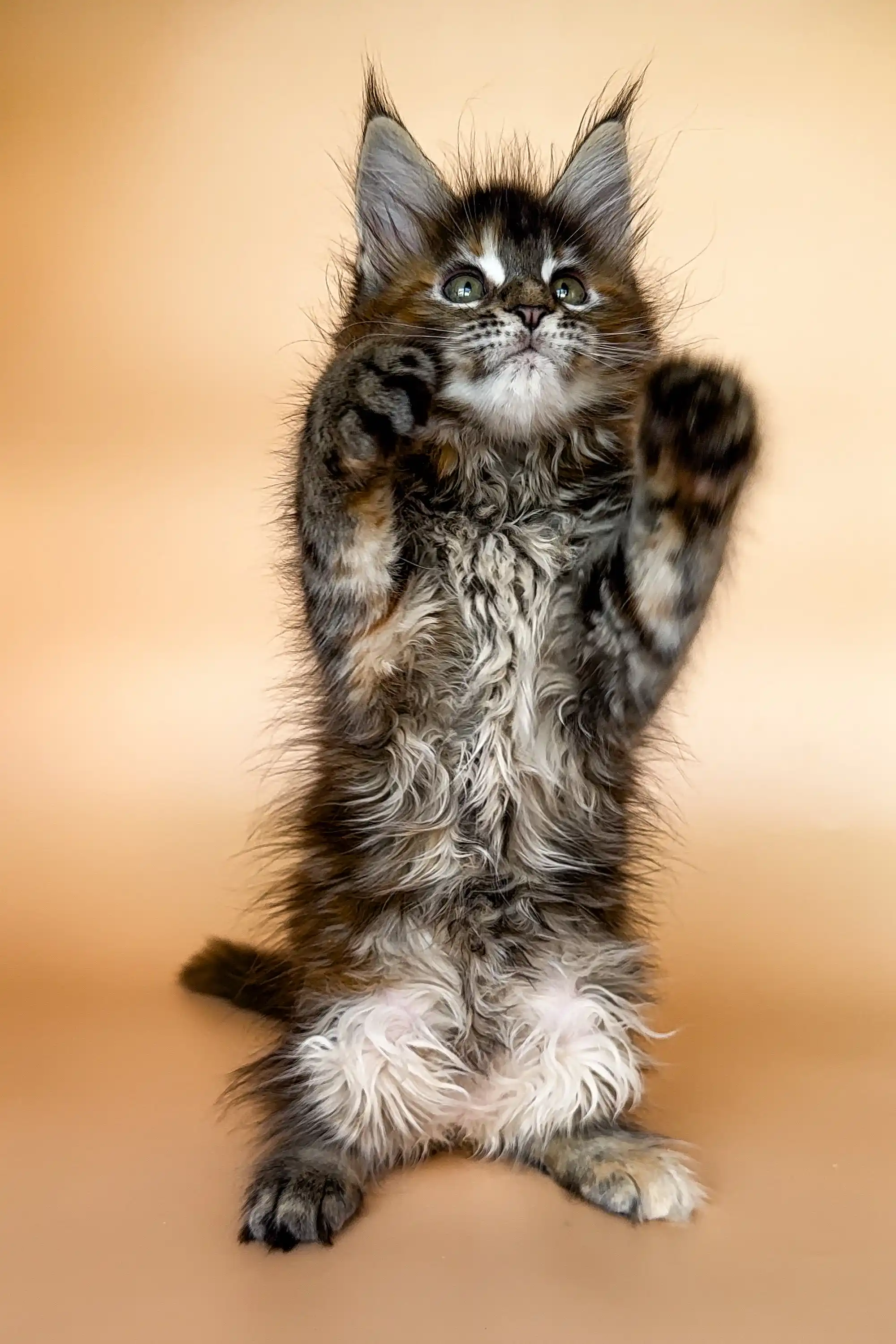 Elli | Maine Coon Kitten - Image 5
