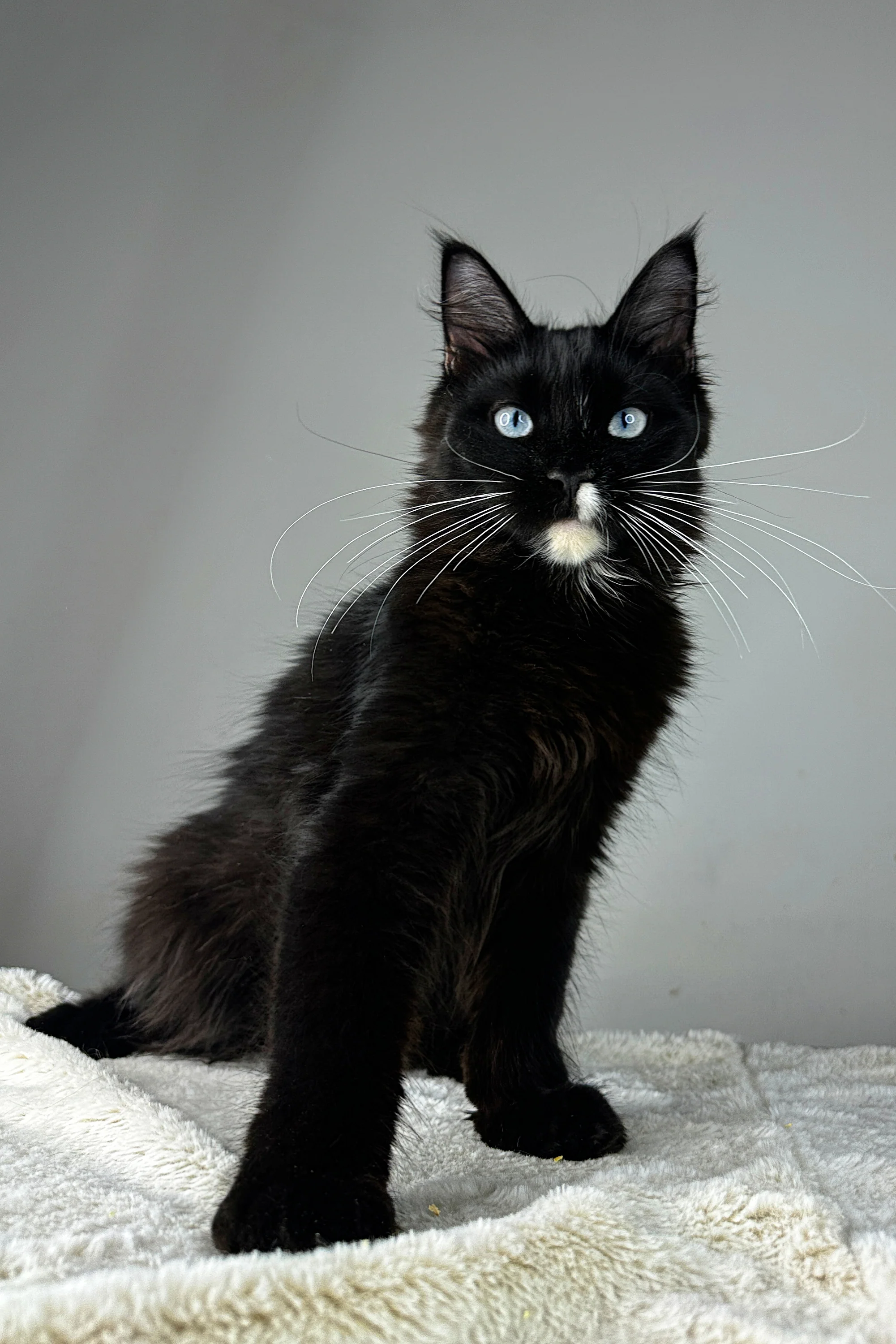 Elon | Maine Coon Kitten - Image 2
