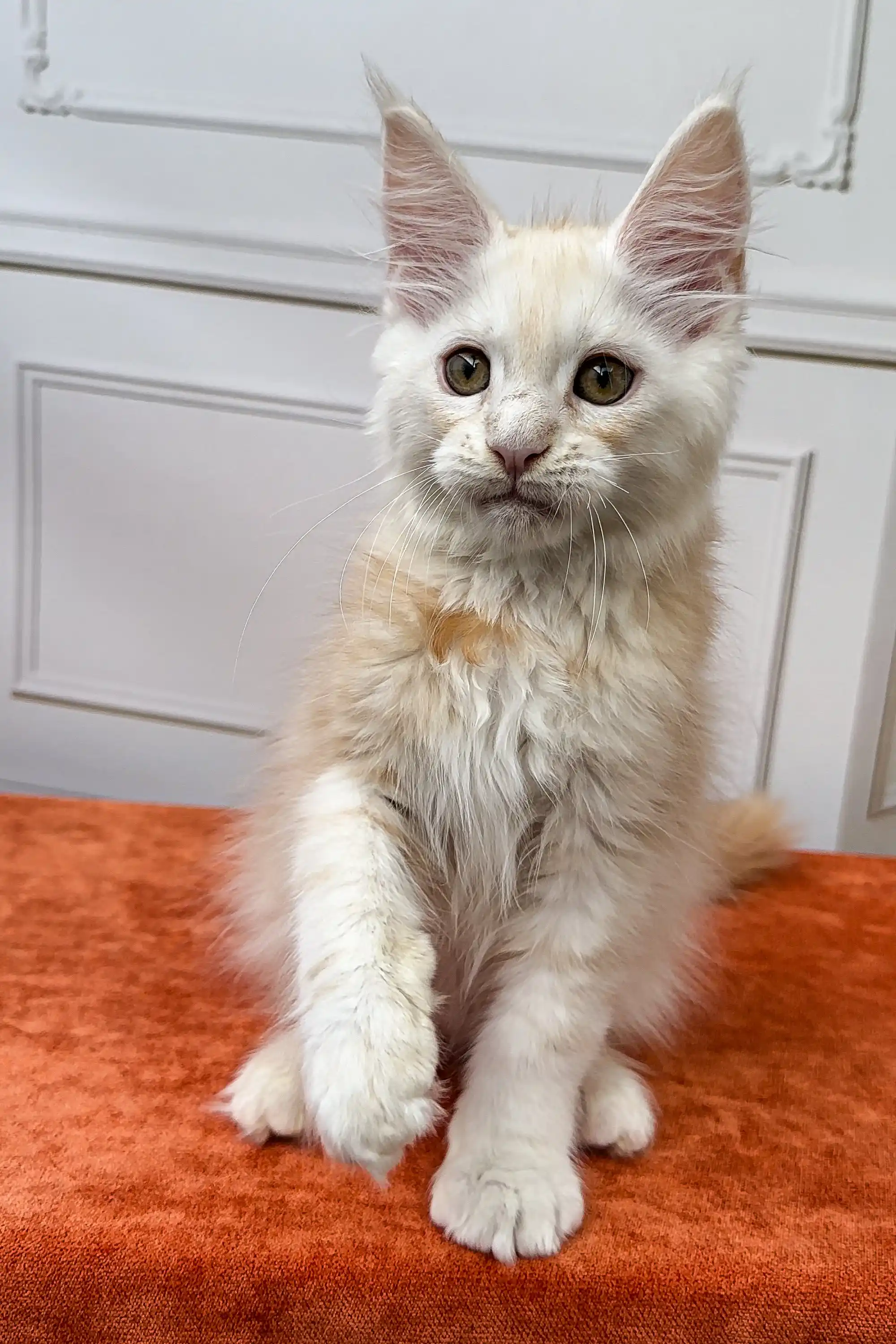 Elvis | Maine Coon Kitten - Image 4