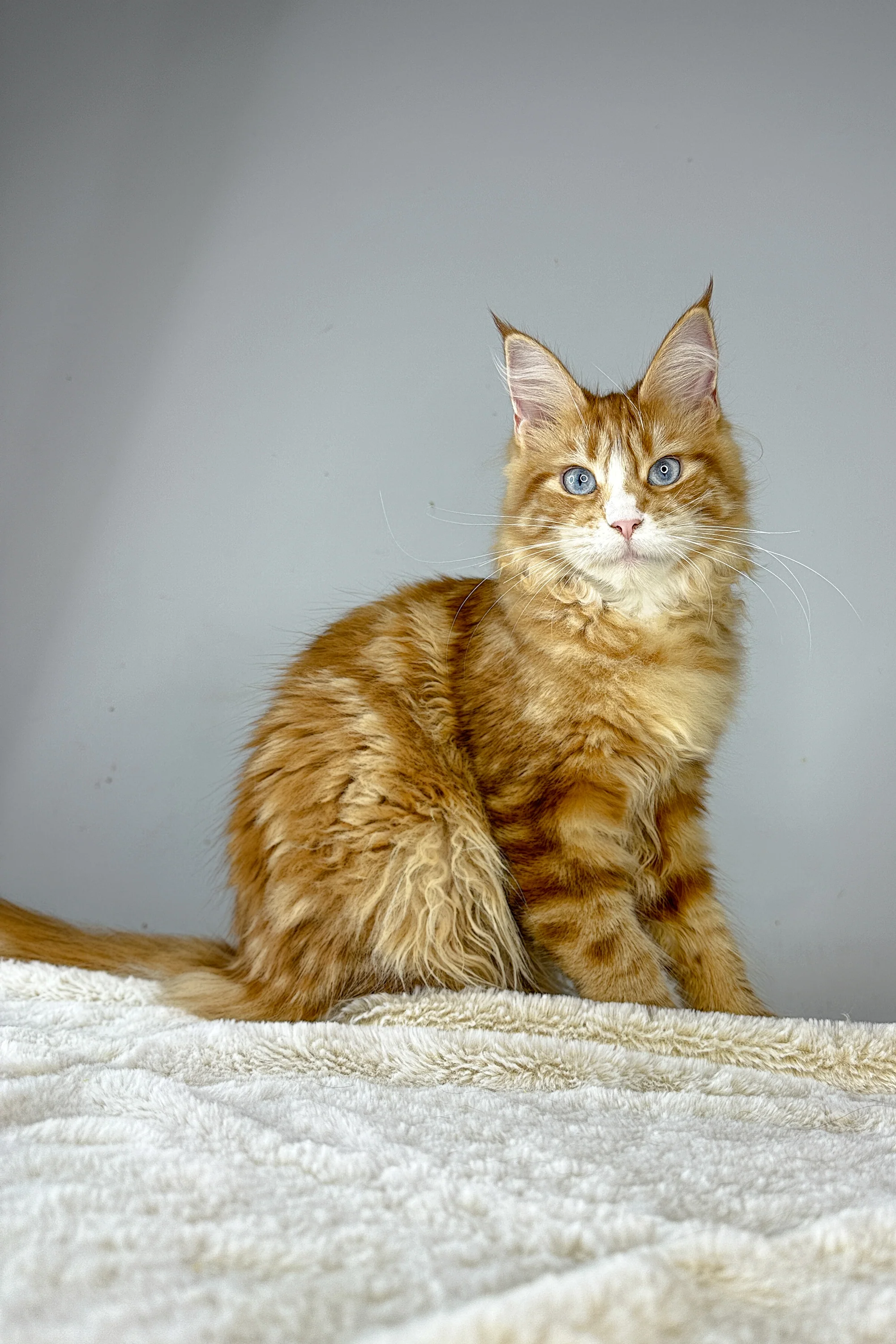 Ember | Maine Coon Kitten - Image 10