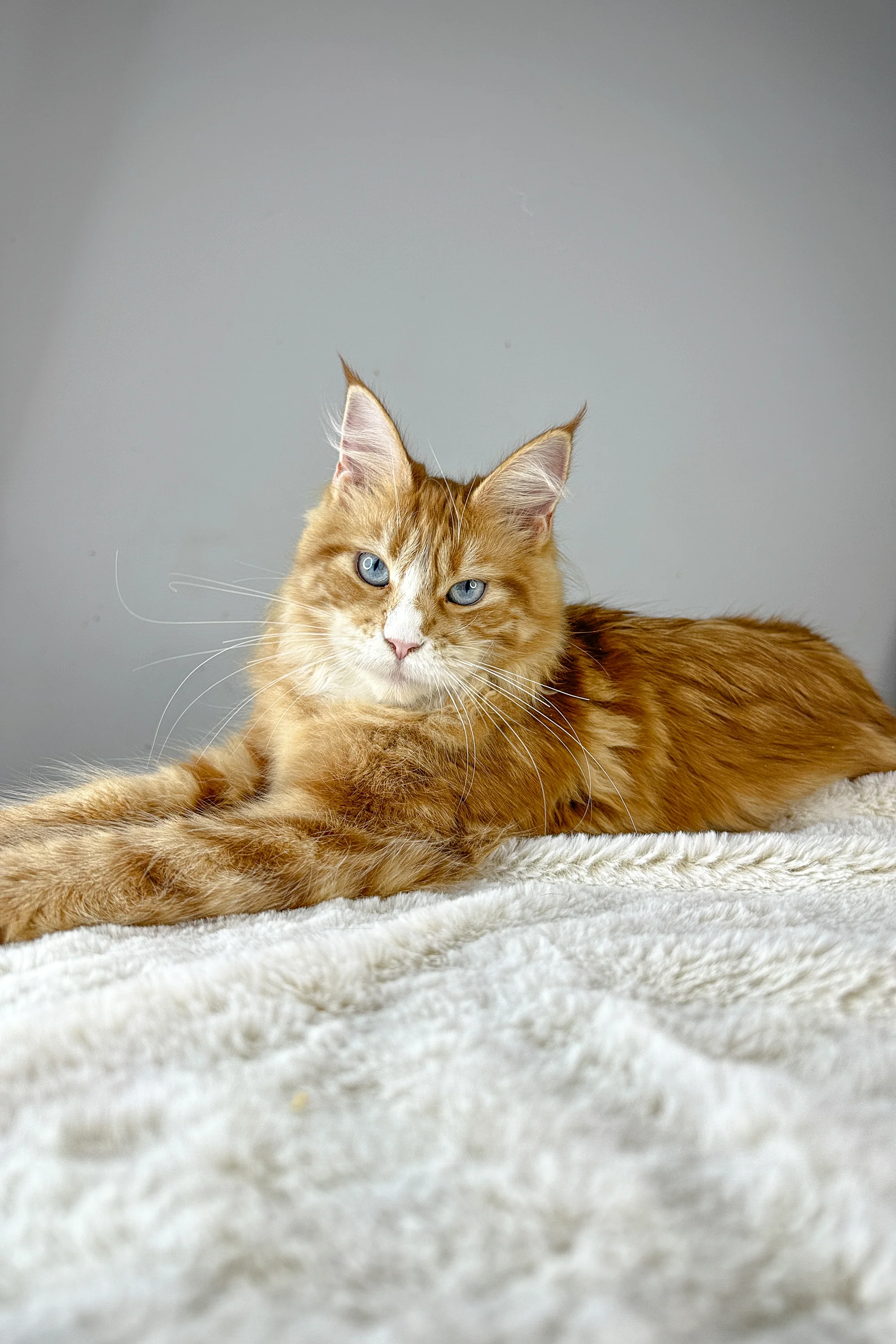 Ember | Maine Coon Kitten - Image 13