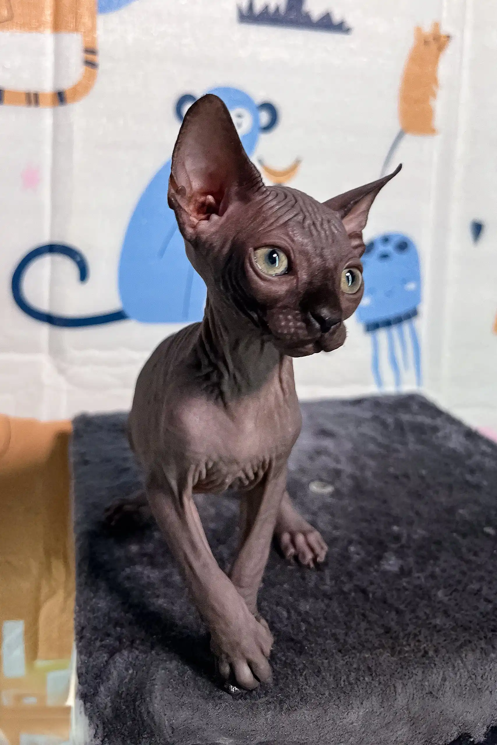 Emily | Canadian Sphynx Kitten - Image 4