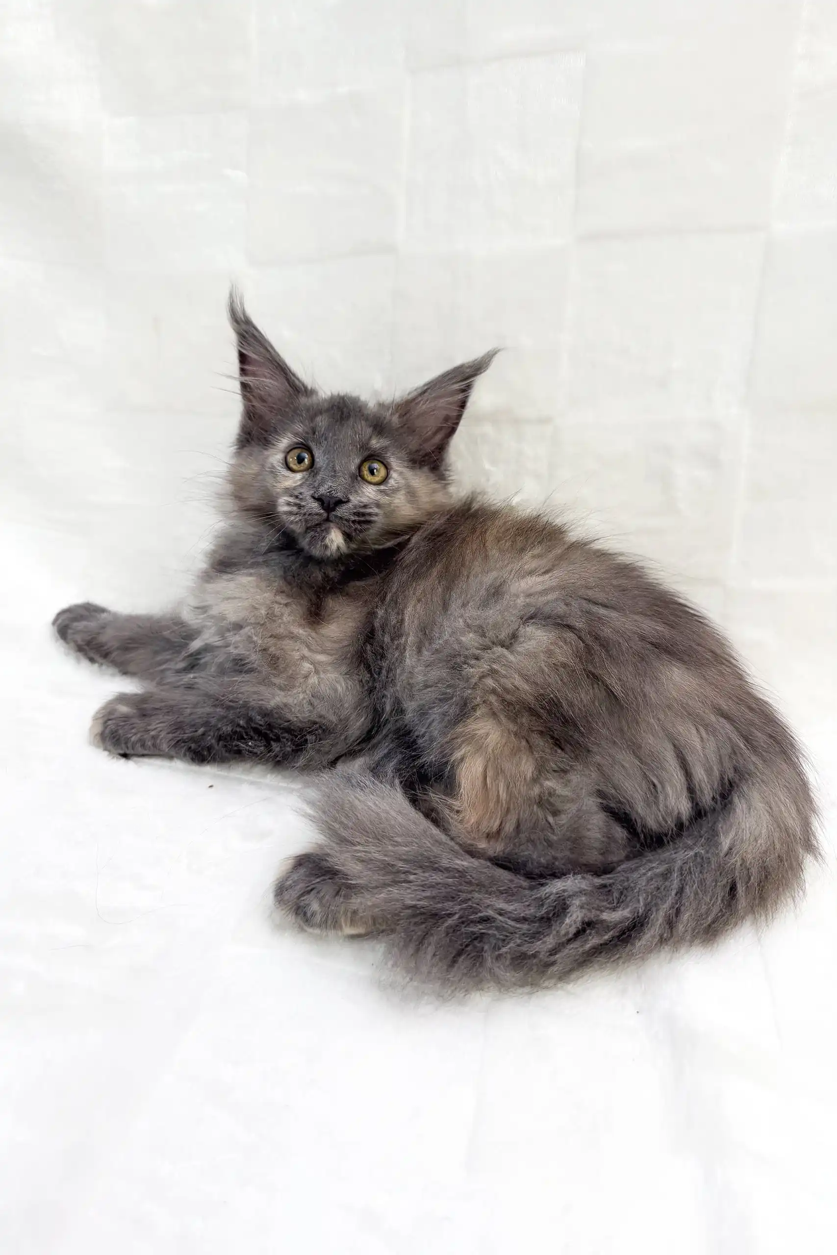 Emily | Maine Coon Kitten - Image 3