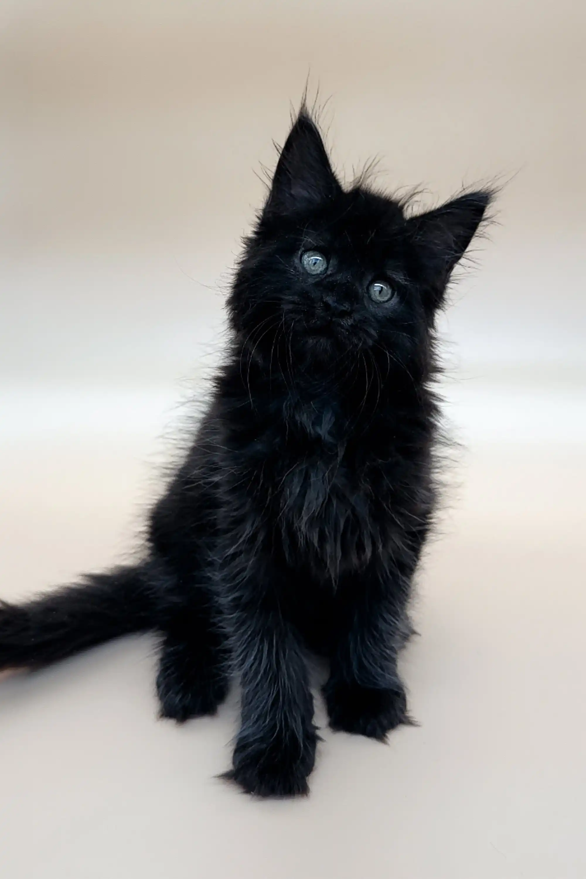Emma | Maine Coon Kitten - Image 2