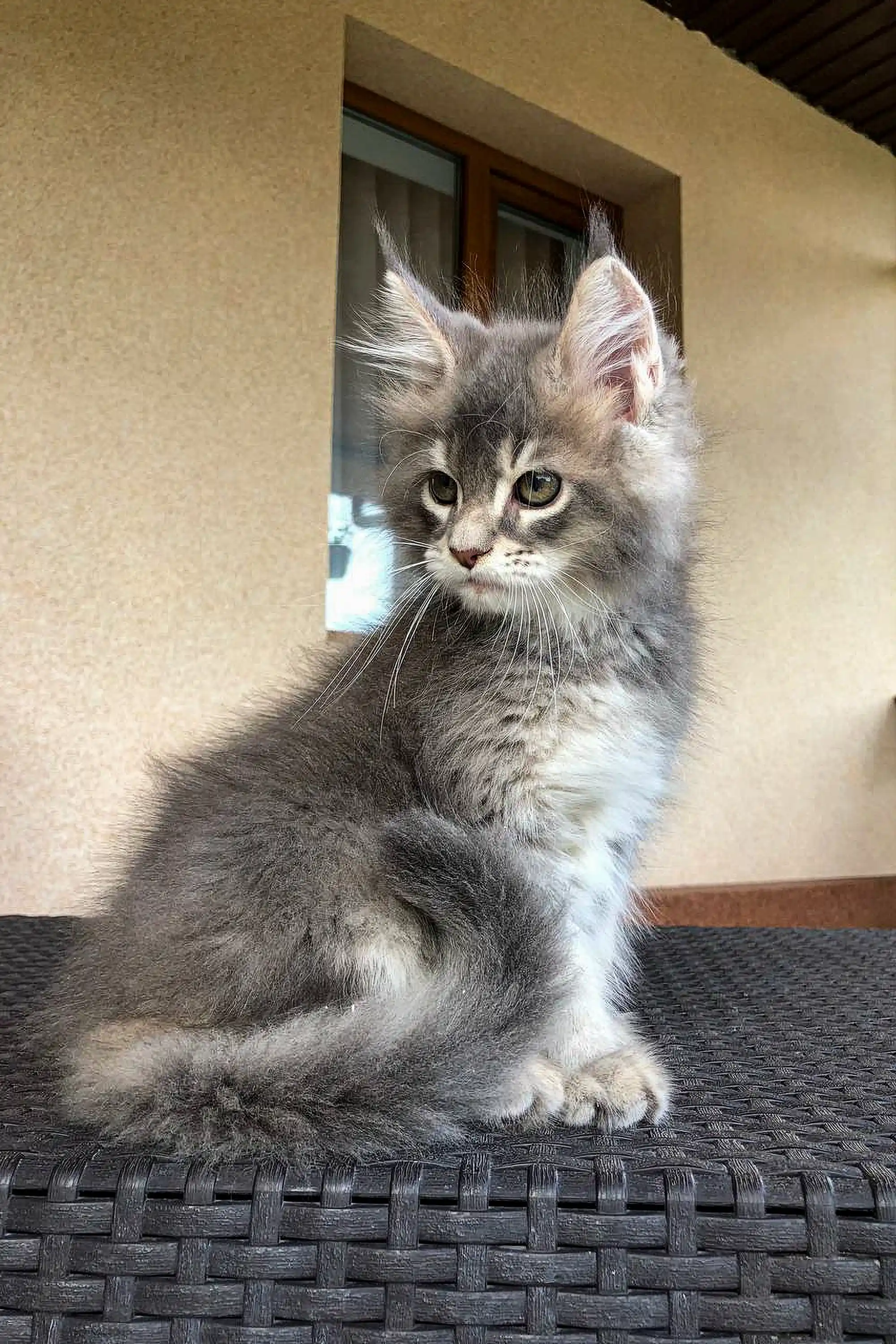 Emrys | Maine Coon Kitten - Image 6