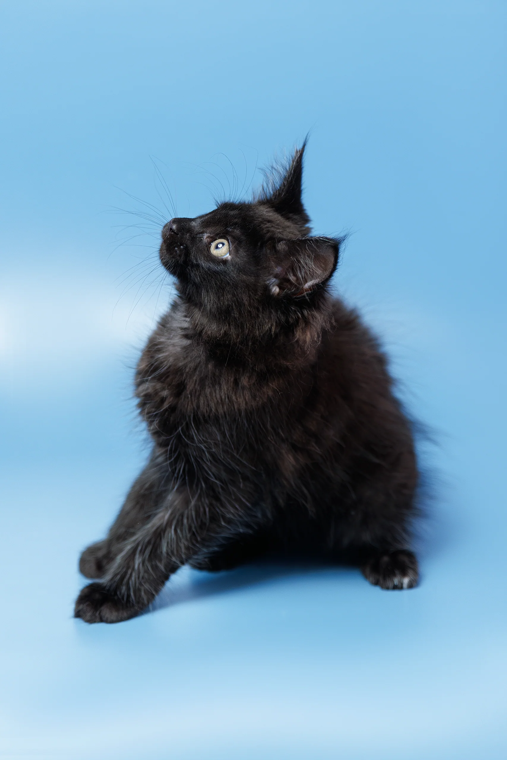 Entony | Maine Coon Kitten - Image 5