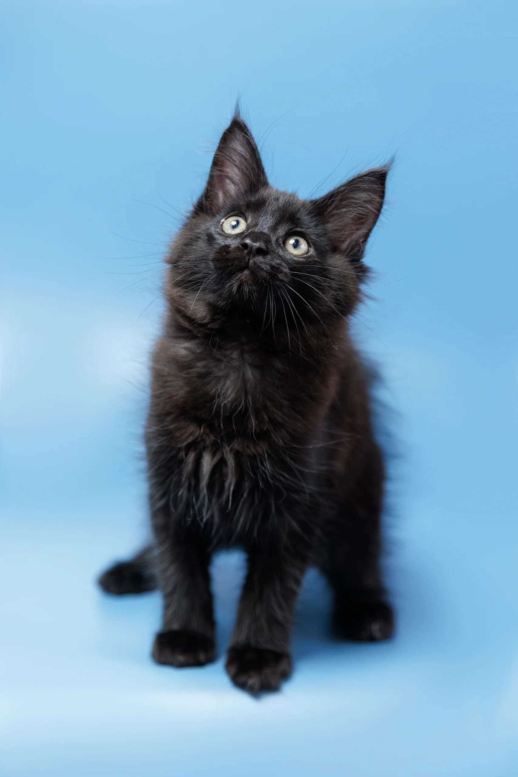 Entony | Maine Coon Kitten - Image 8