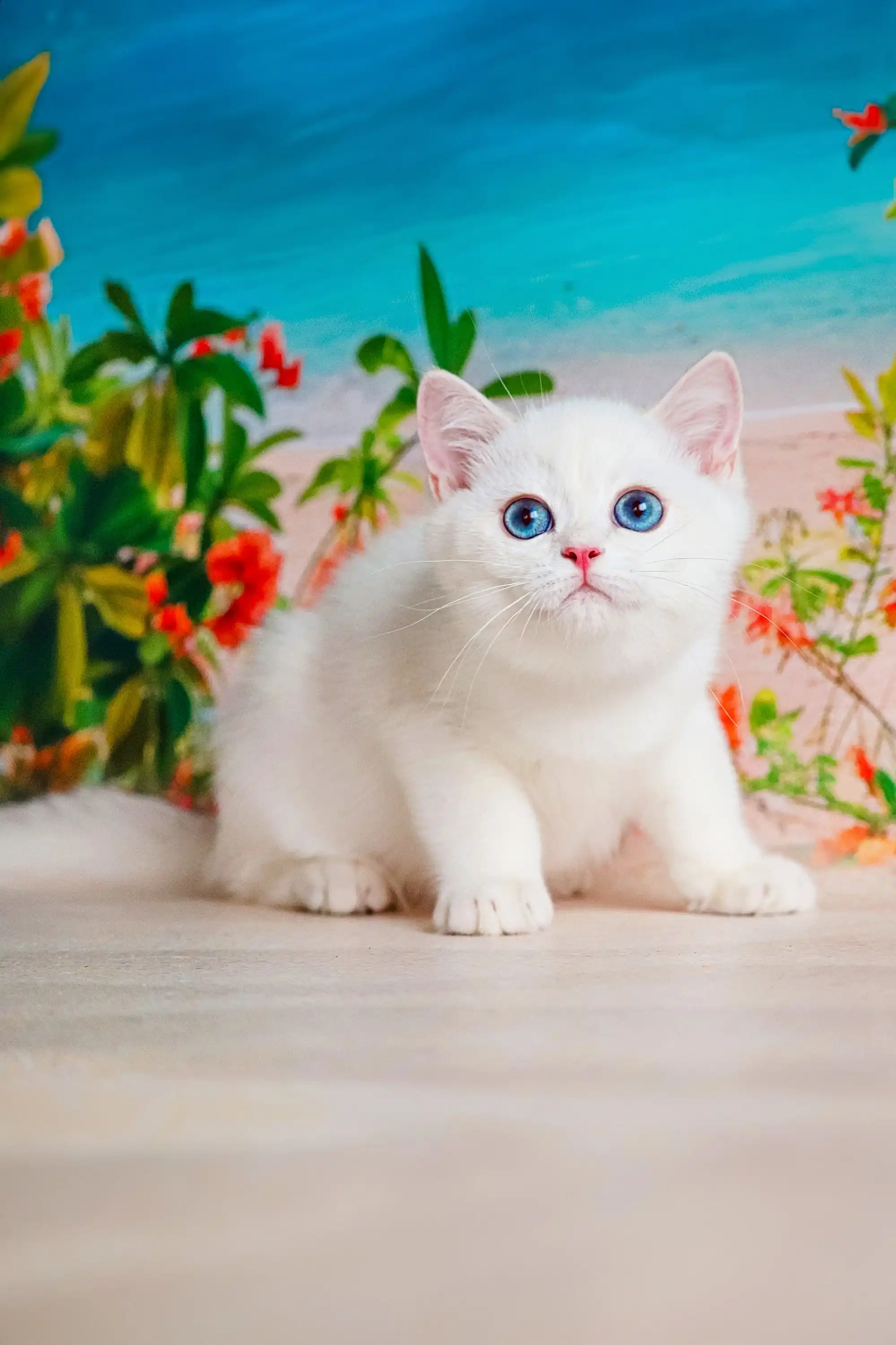 Eric | British Shorthair Kitten - Image 6