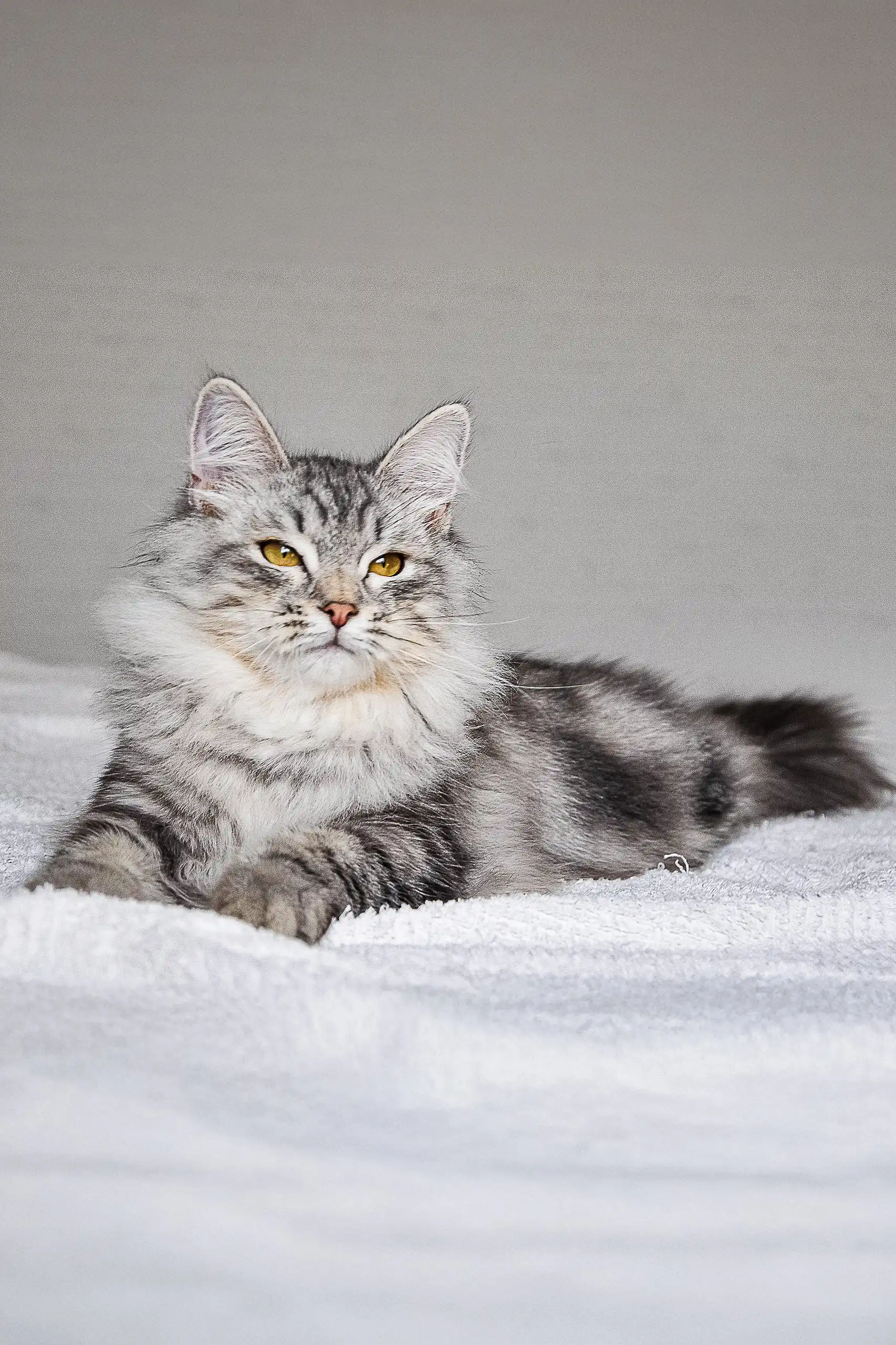Erkyul Dubravushka | Siberian Kitten - Image 4