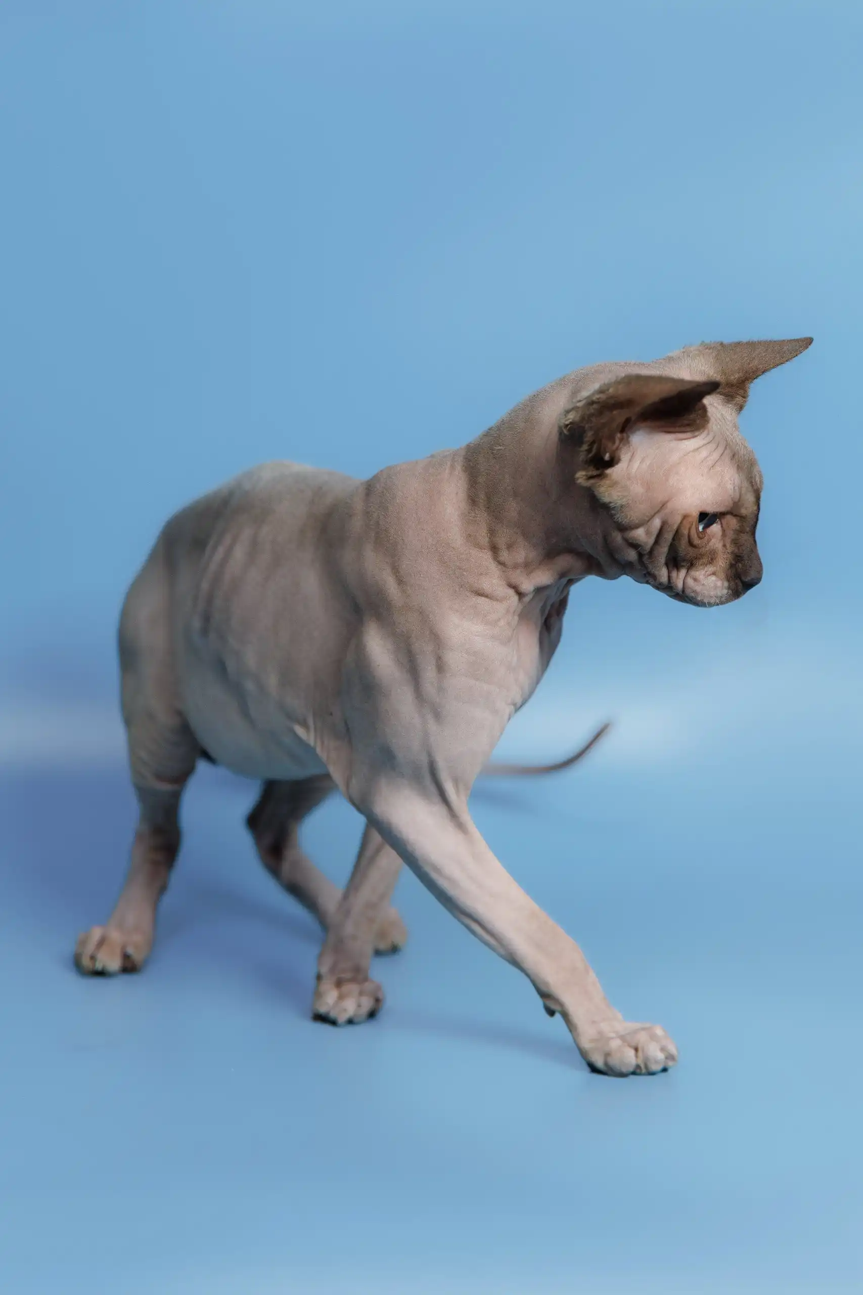 Ernest | Canadian Sphynx Kitten - Image 15