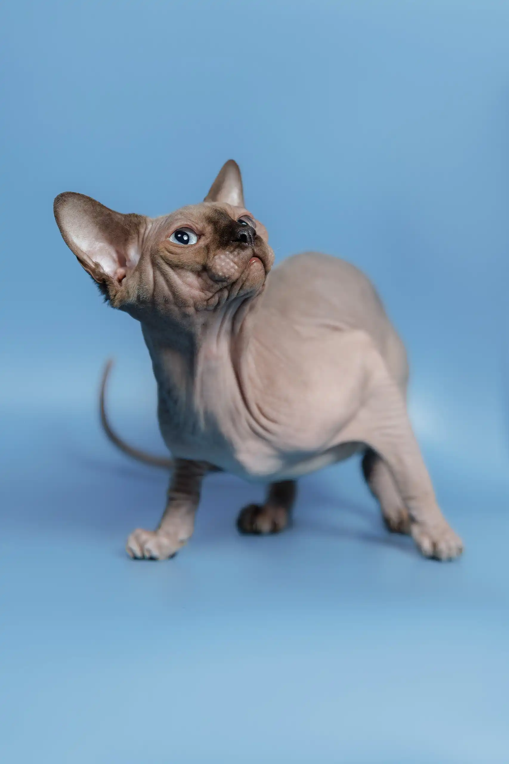 Ernest | Canadian Sphynx Kitten - Image 9