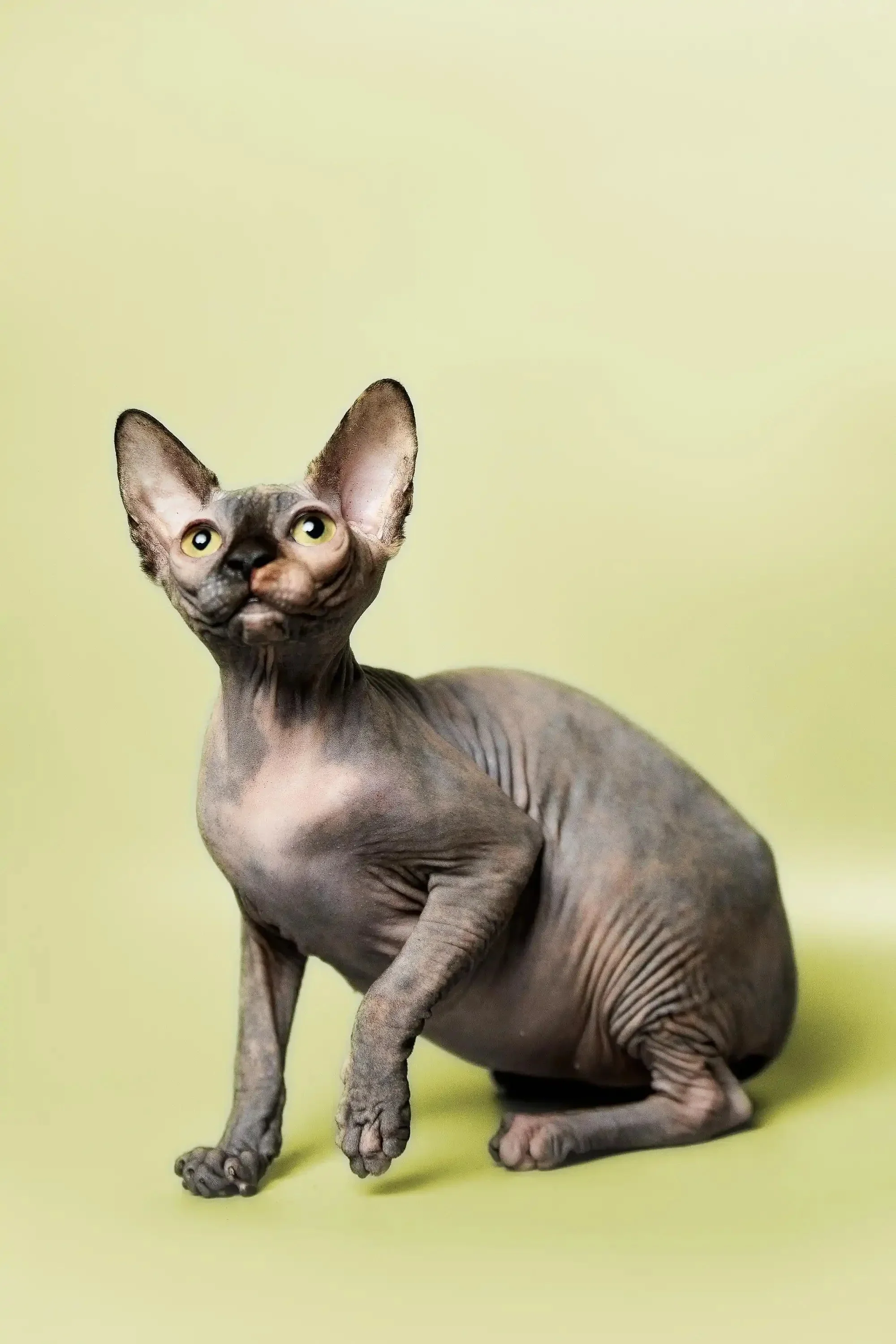 Esther | Sphynx Kitten - Image 8