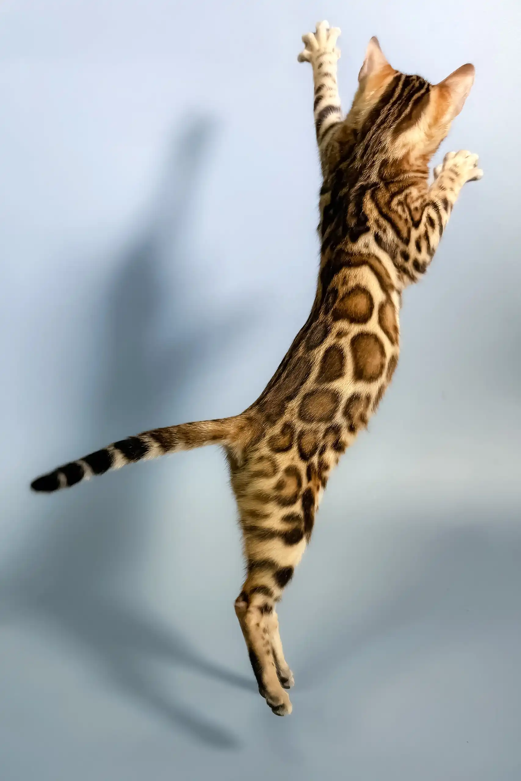 Eva | Bengal Kitten - Image 3