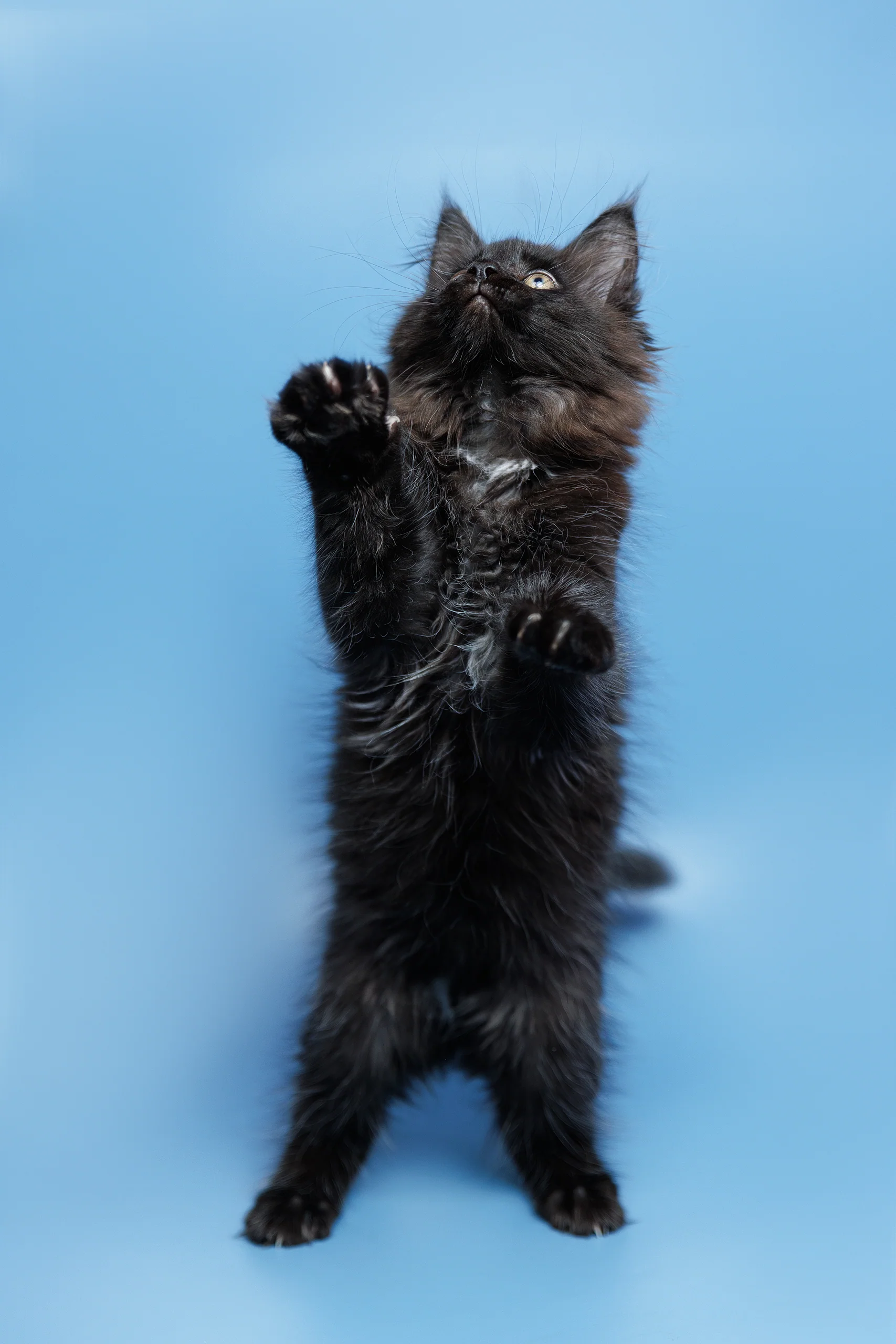 Eva | Maine Coon Kitten - Image 3